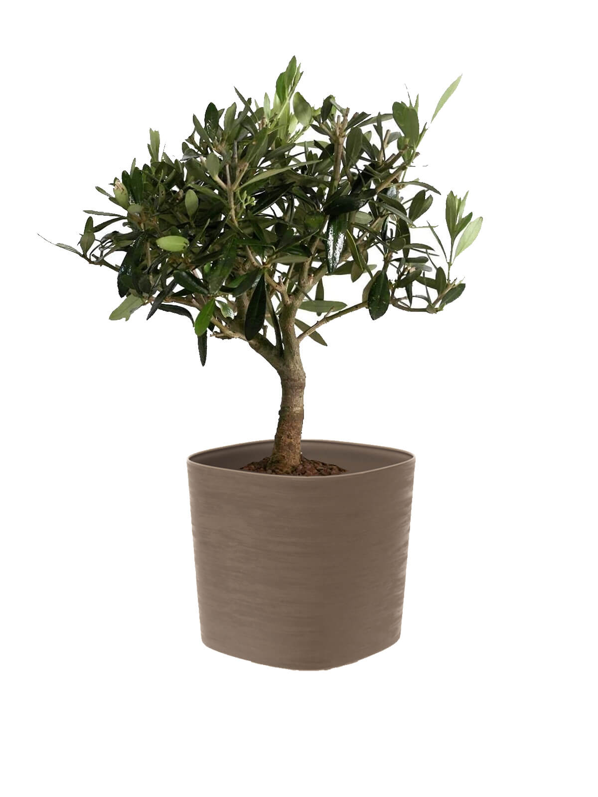Bonsai Olivo