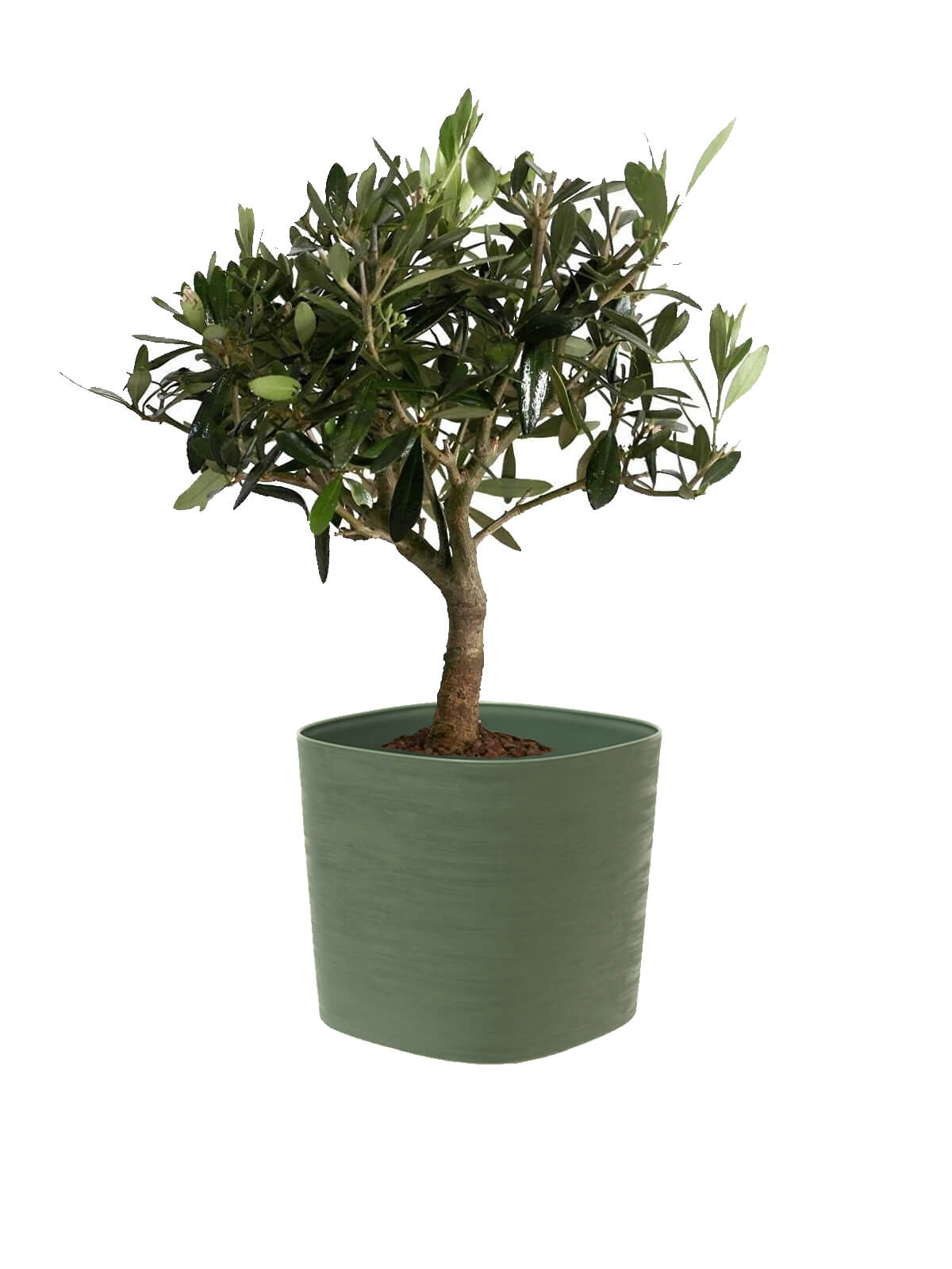 Bonsai Olivo