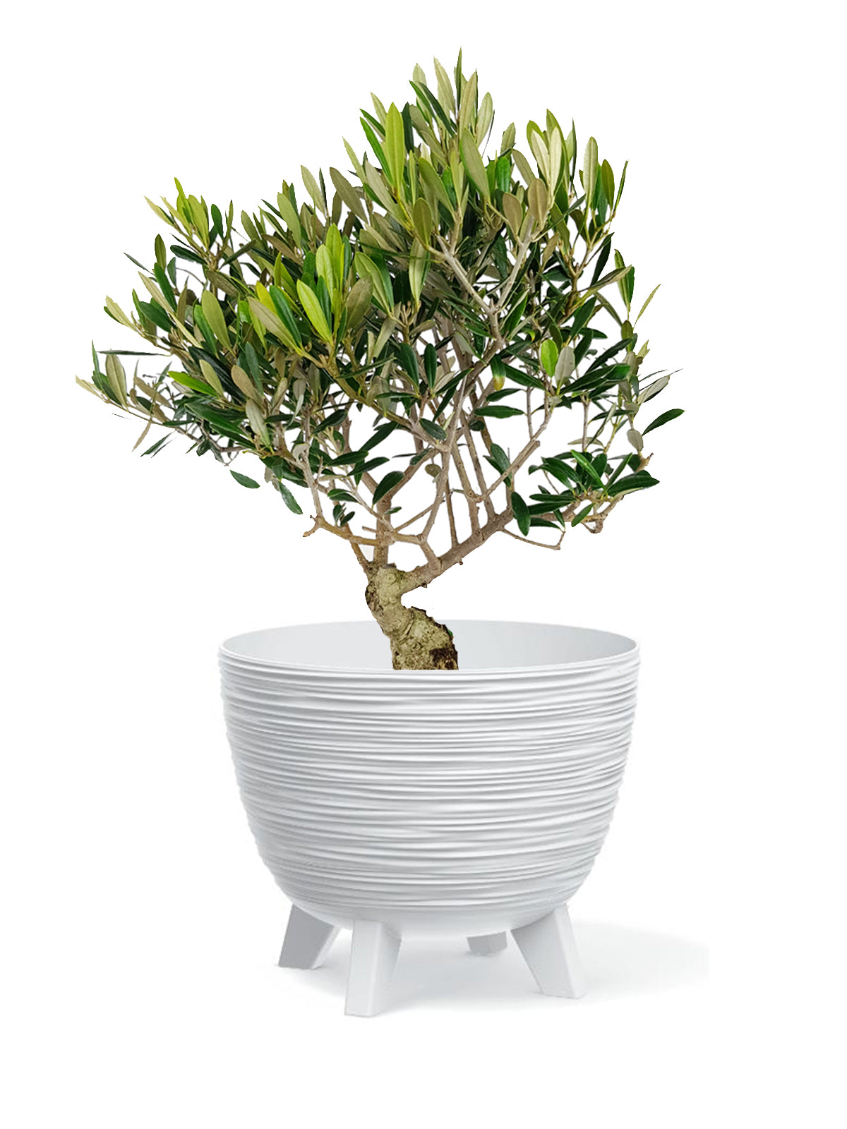 Bonsai Olivo grande