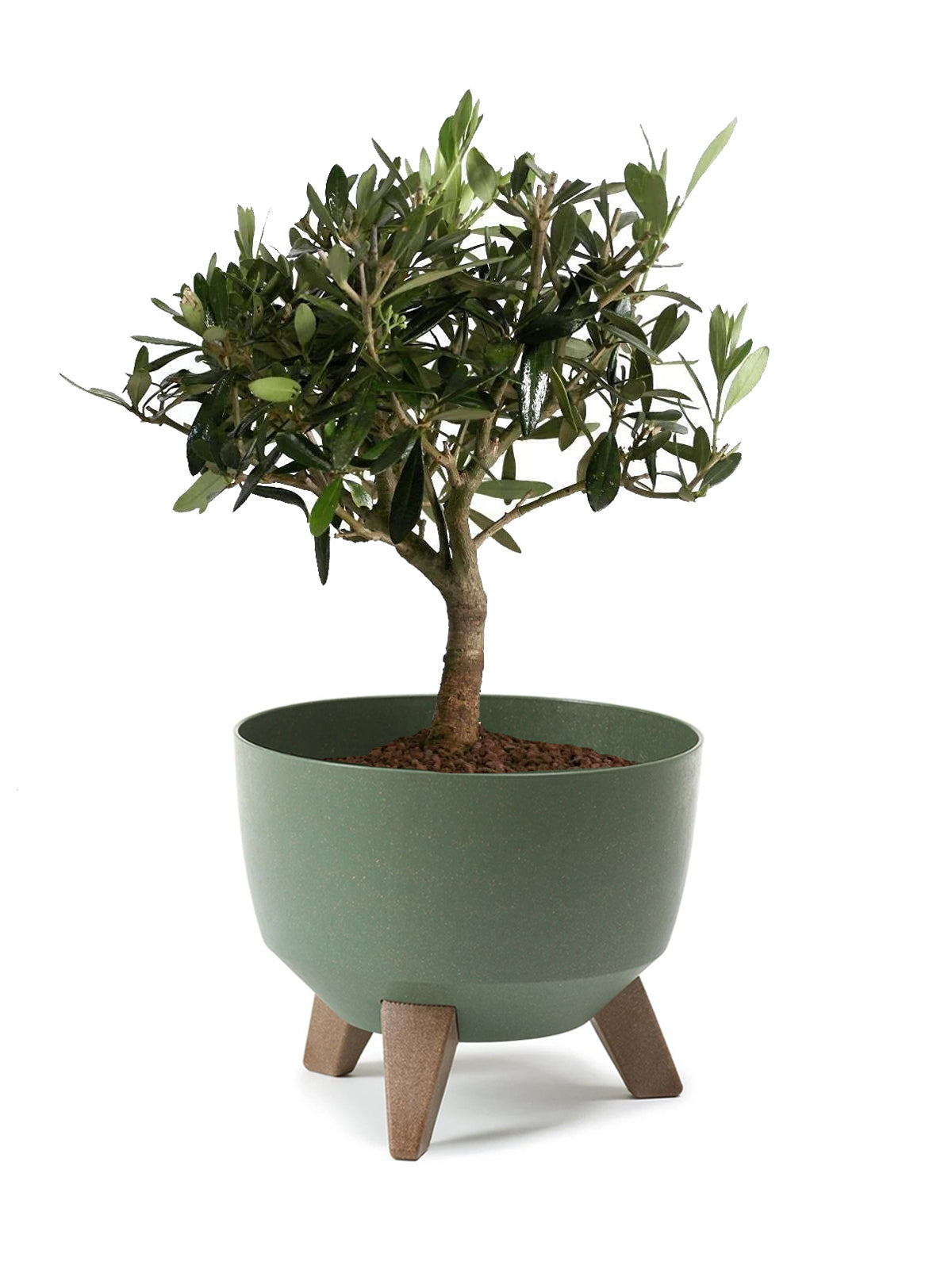Bonsai Olivo