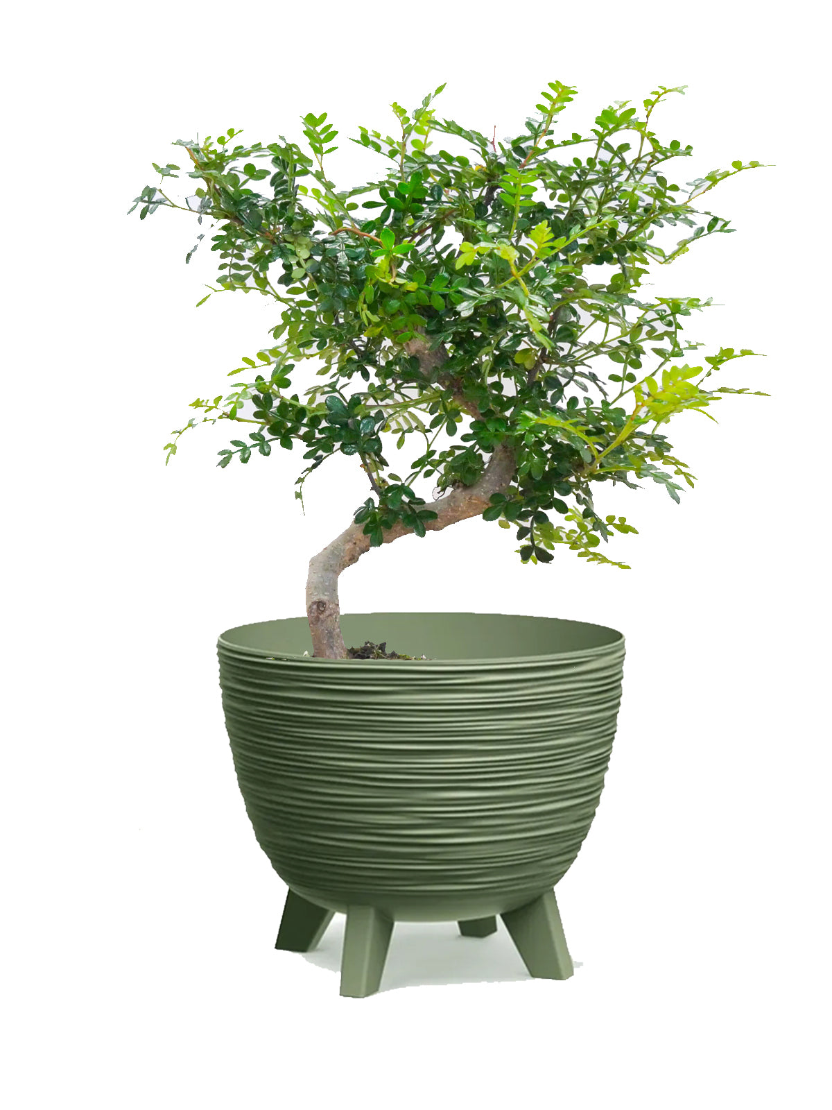 Bonsai Pepe