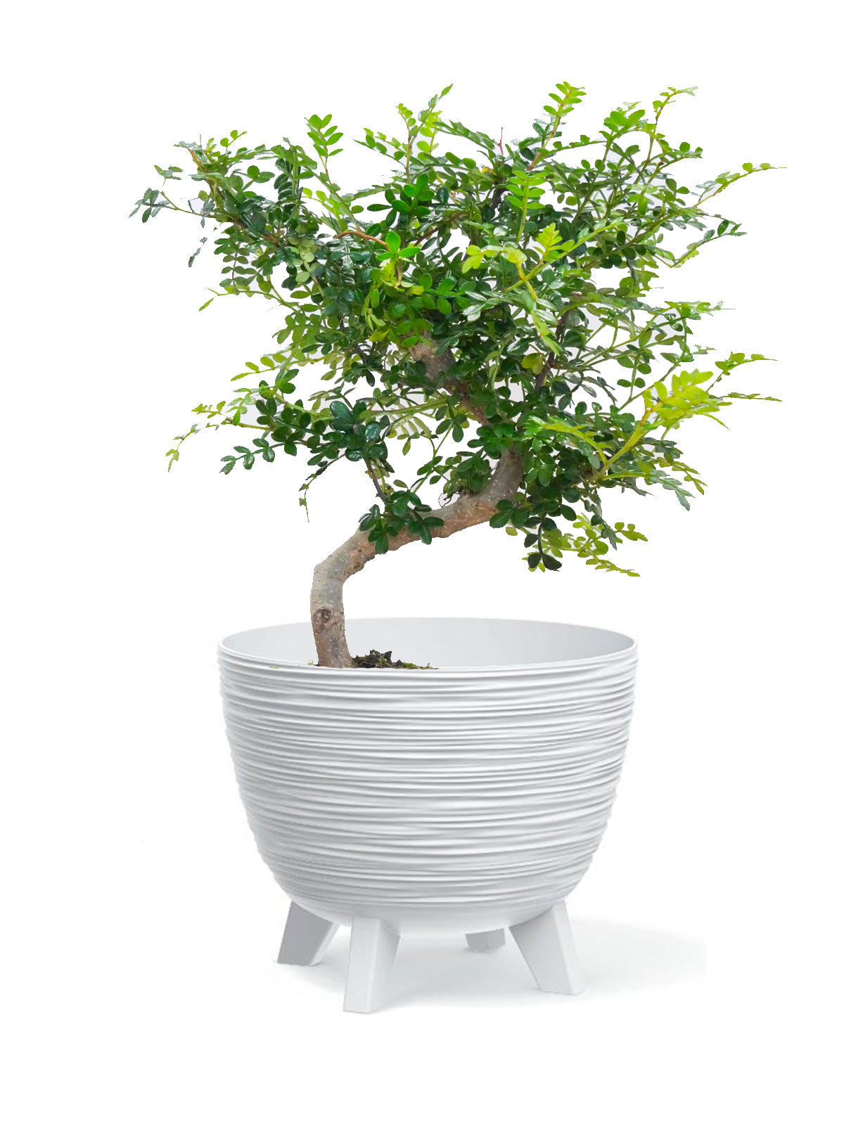Bonsai Pepe