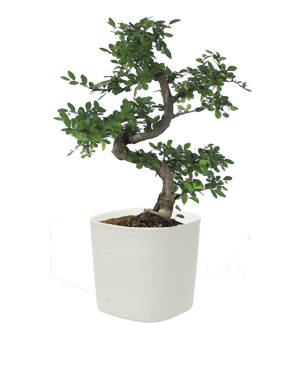 Bonsai Zelkova