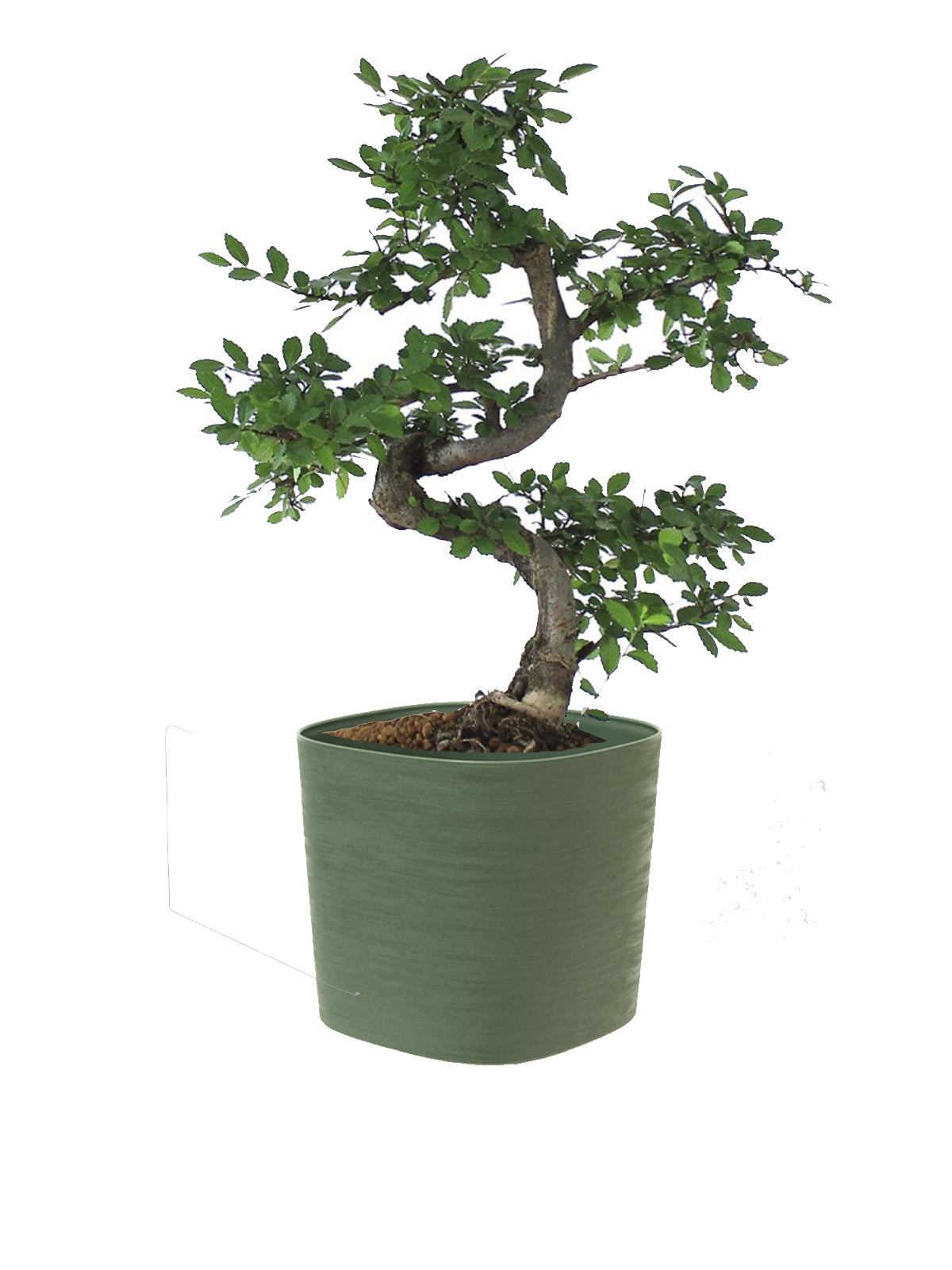 Bonsai Zelkova