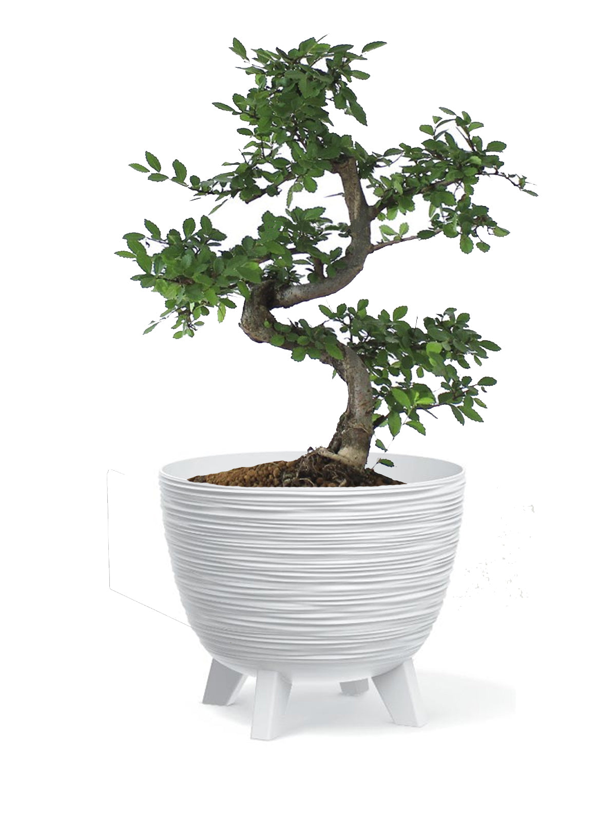 Bonsai Zelkova