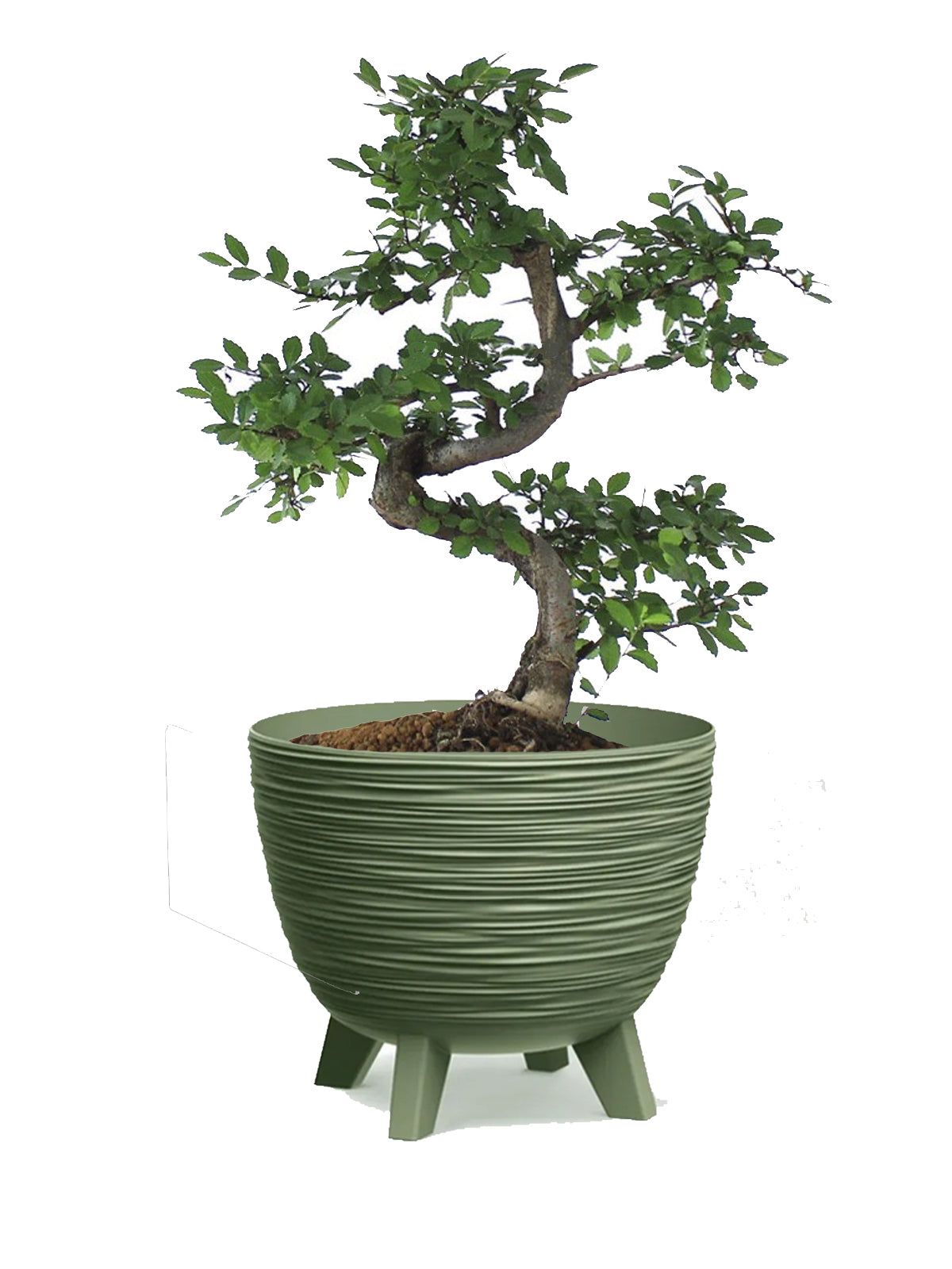 Bonsai Zelkova