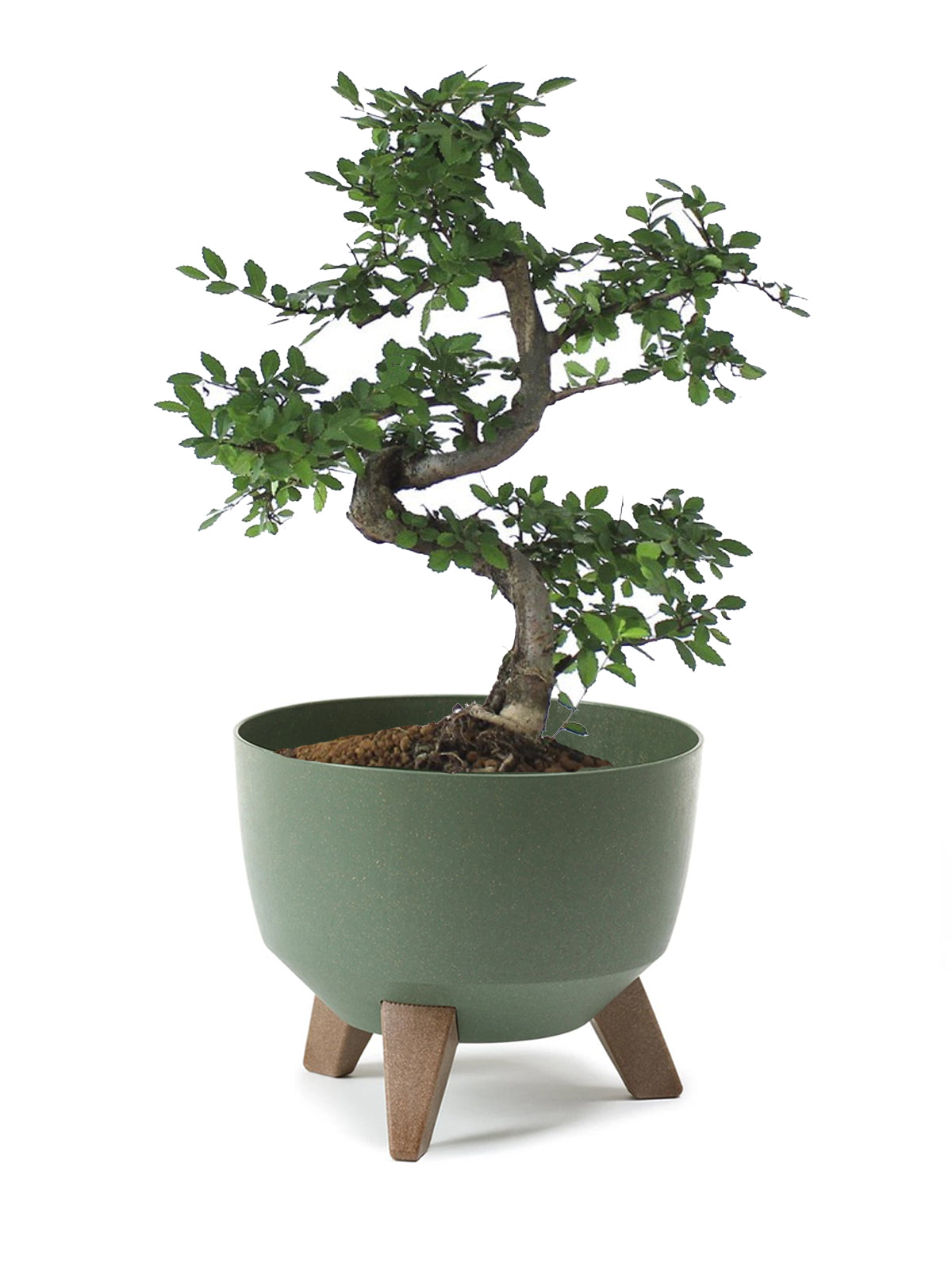 Bonsai Zelkova