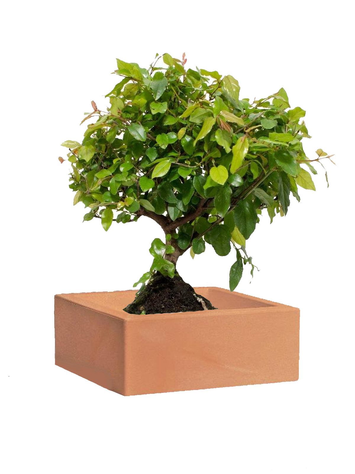 Bonsai Ciliegio grande