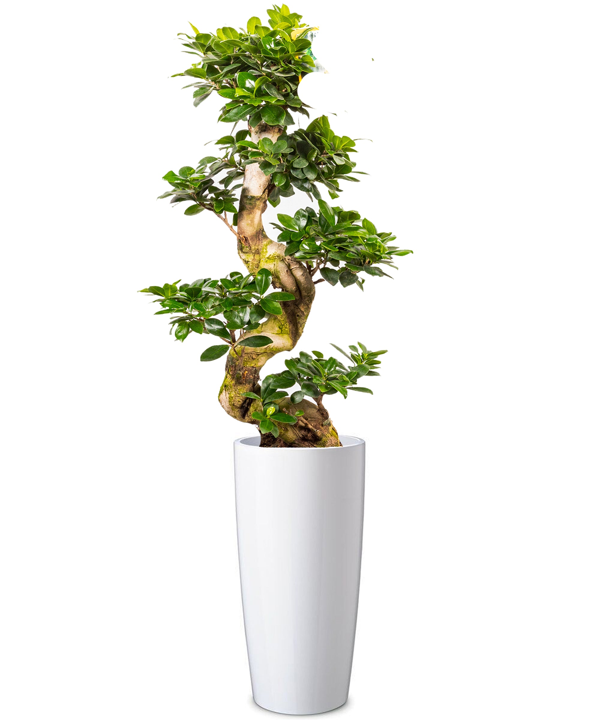 Bonsai extra vip