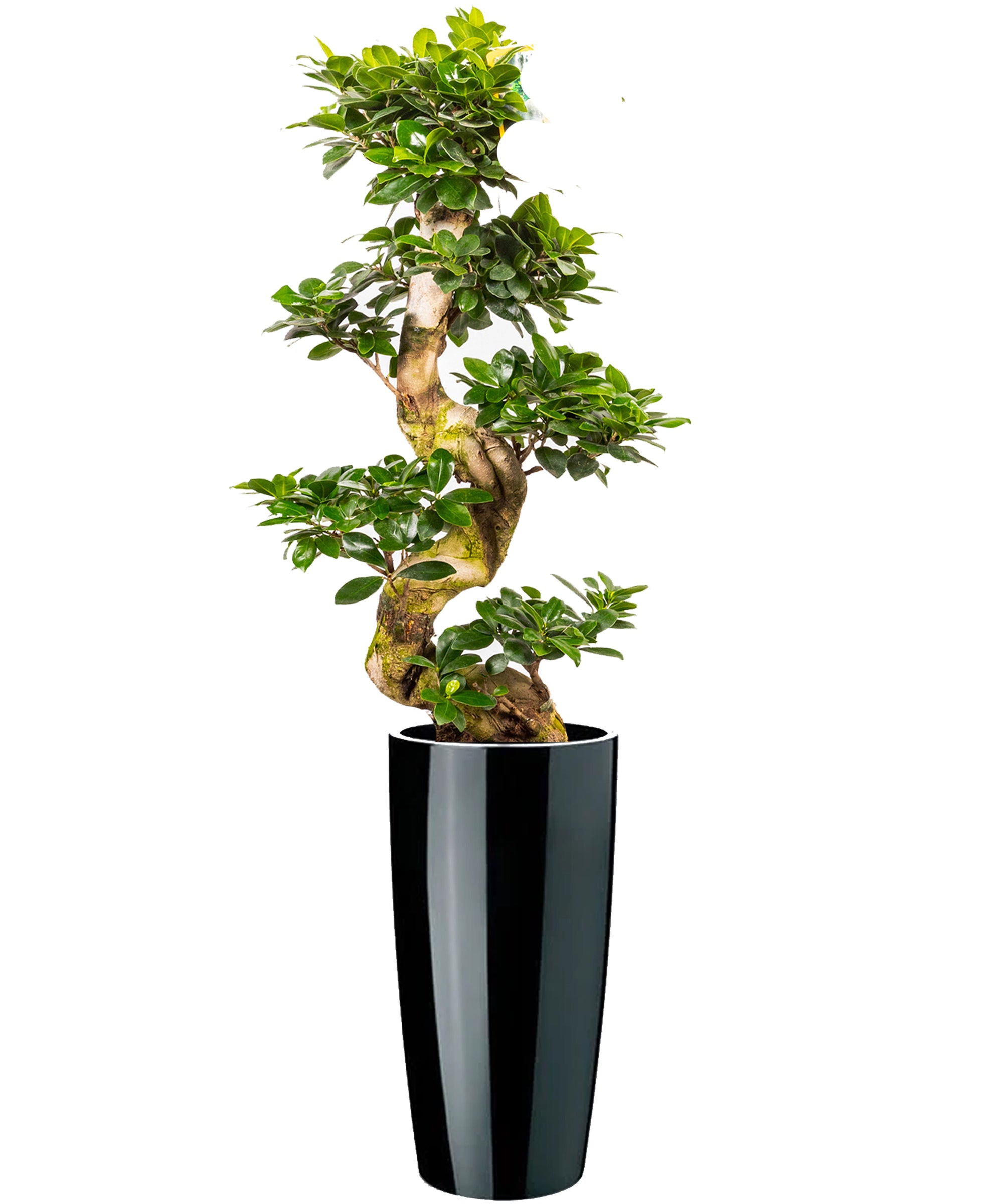 Bonsai extra vip