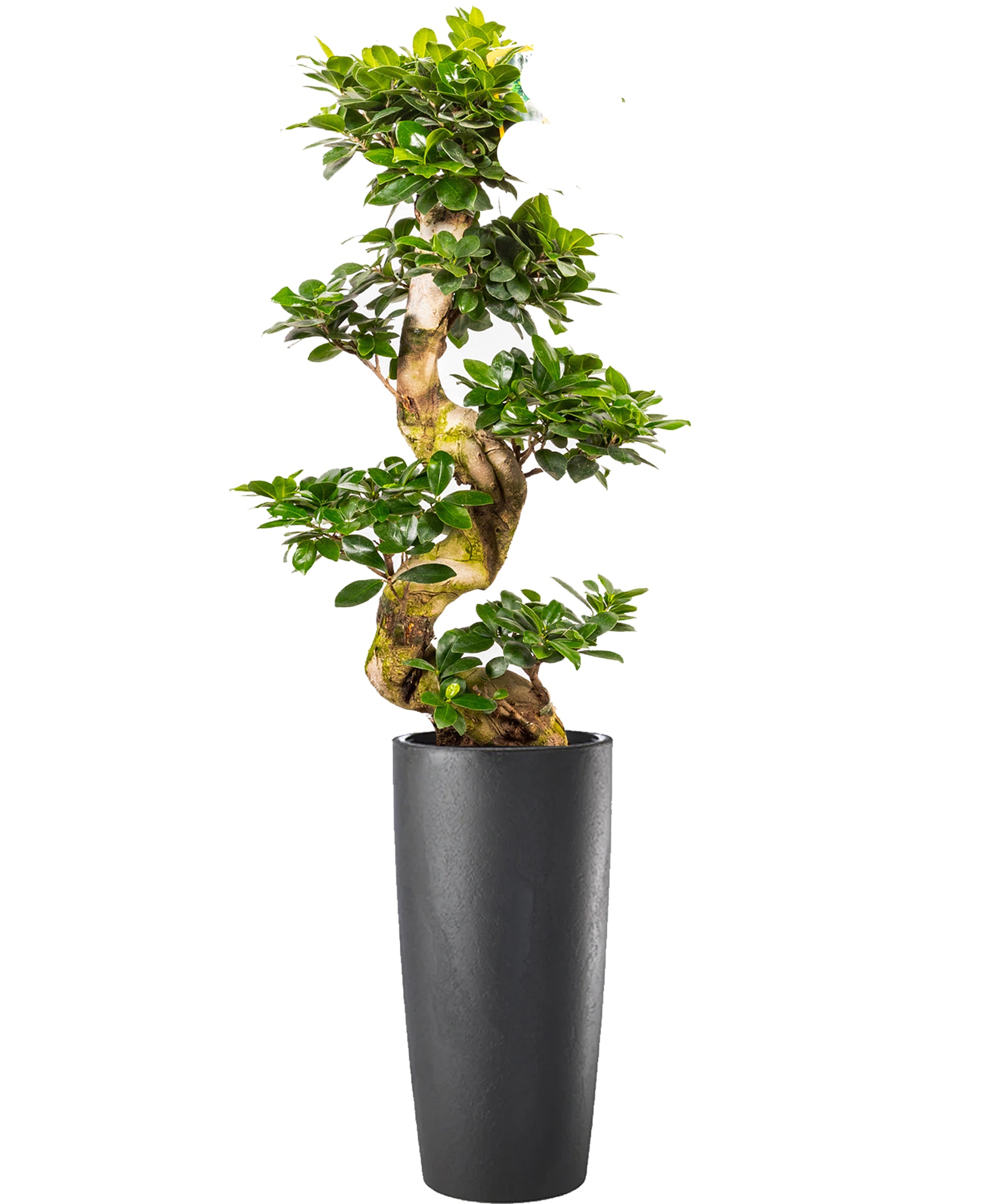 Bonsai extra vip