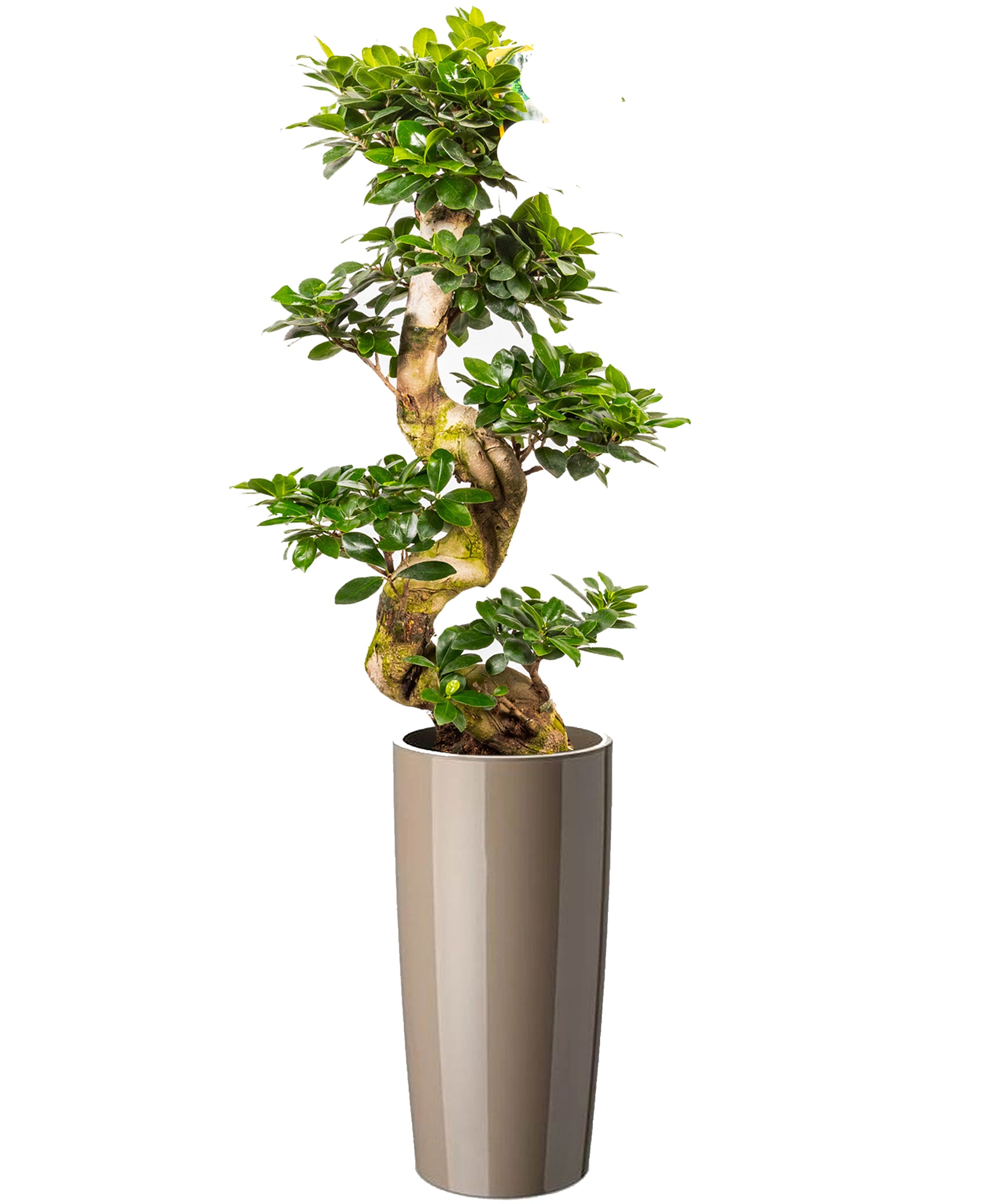 Bonsai extra vip