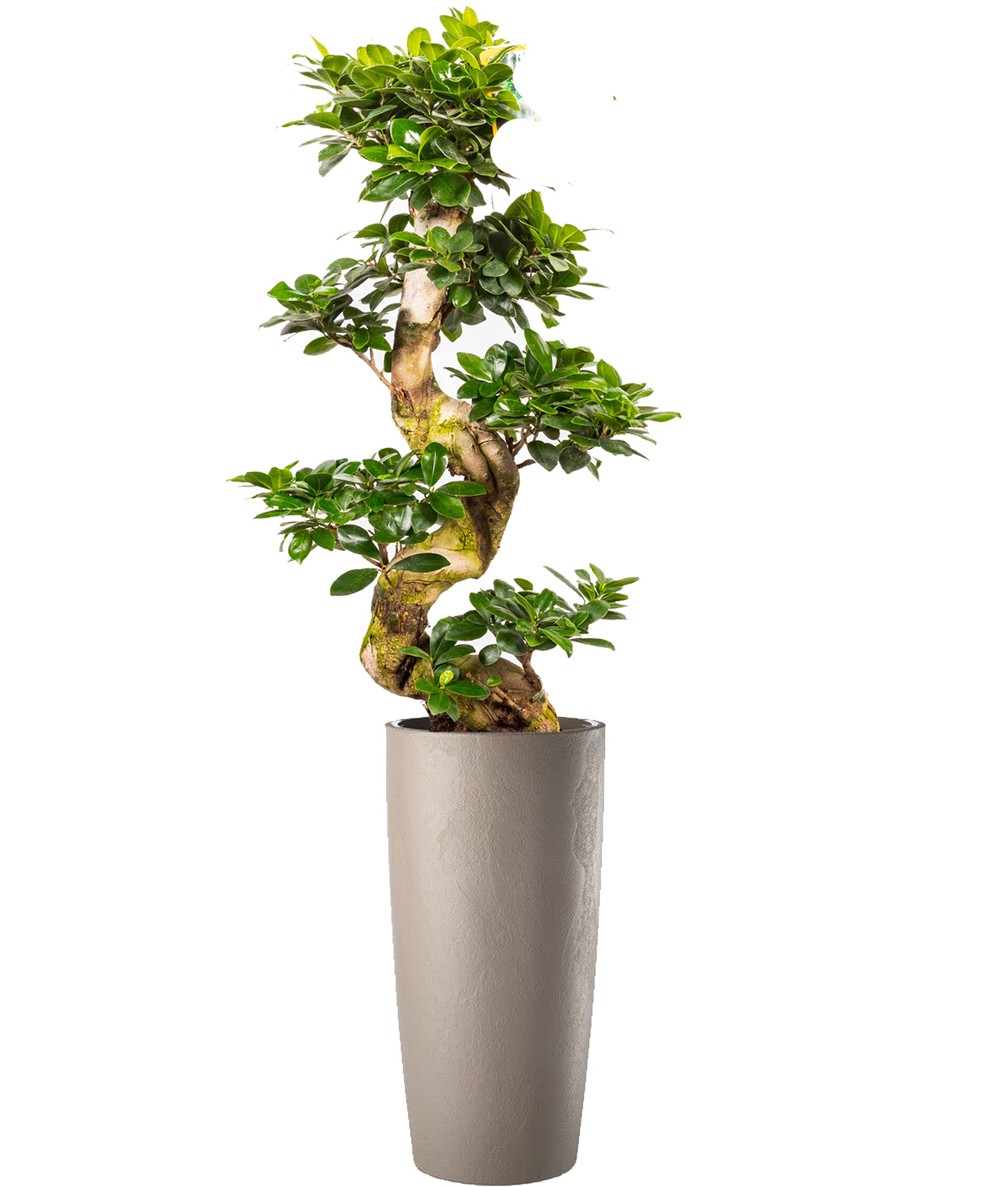 Bonsai extra vip