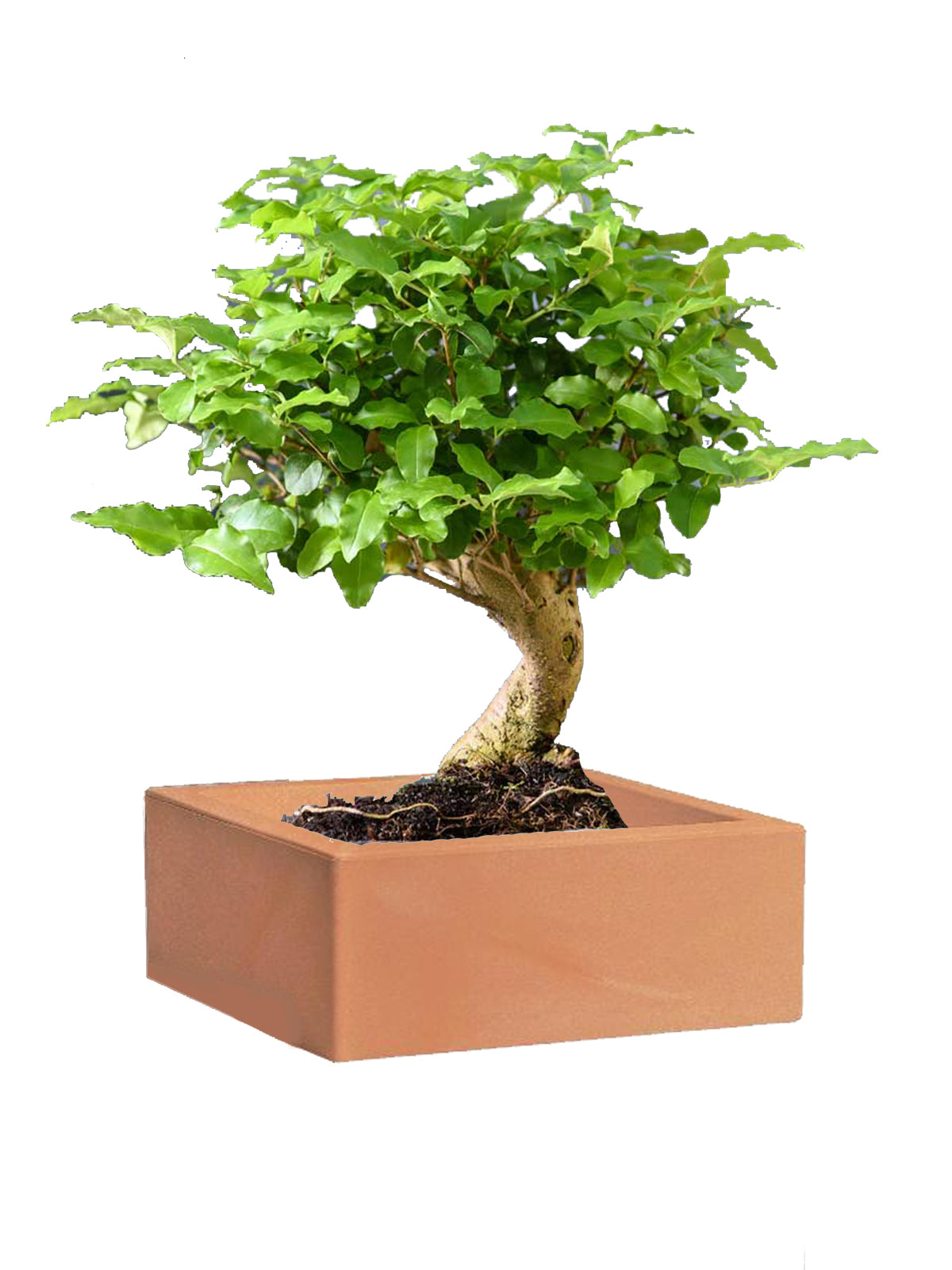 Bonsai Ligustro