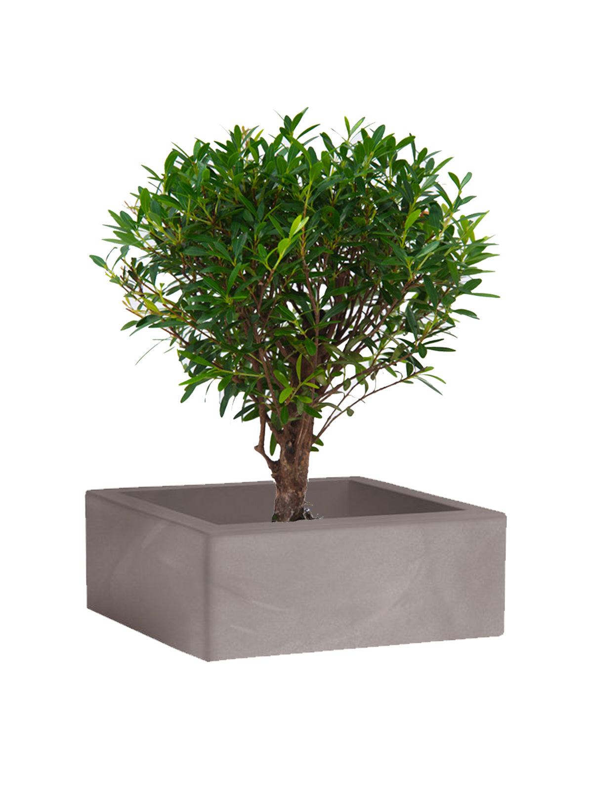 Bonsai Mirto grande