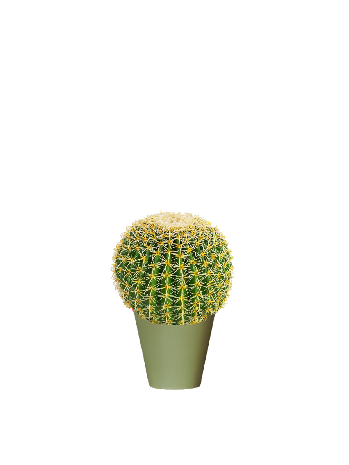 Cactus Sferico