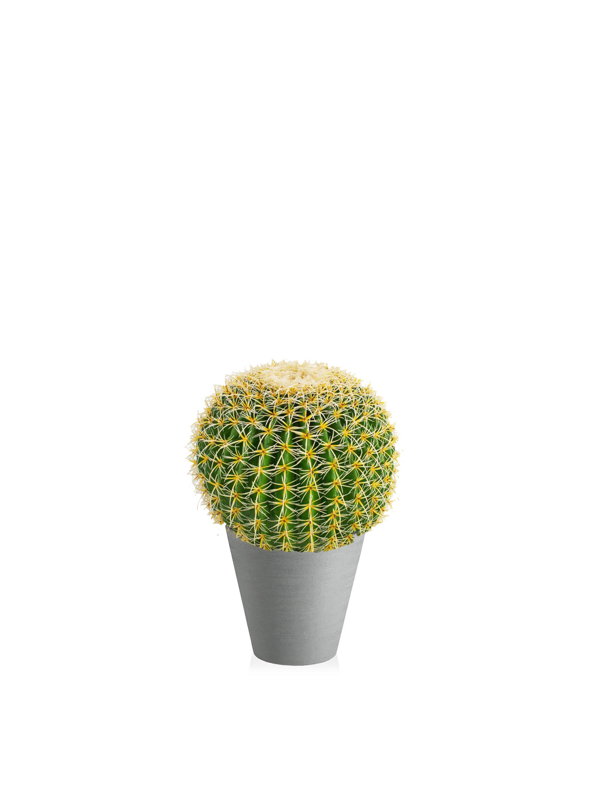 Cactus Sferico