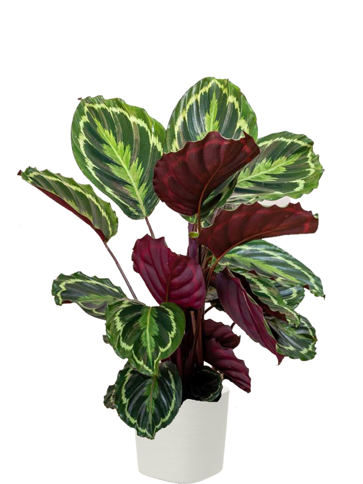 Calathea extra