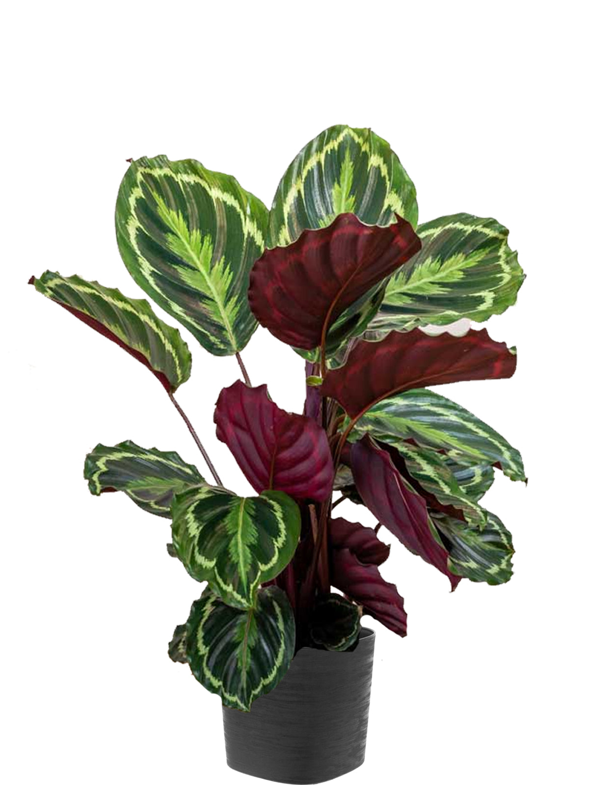Calathea extra