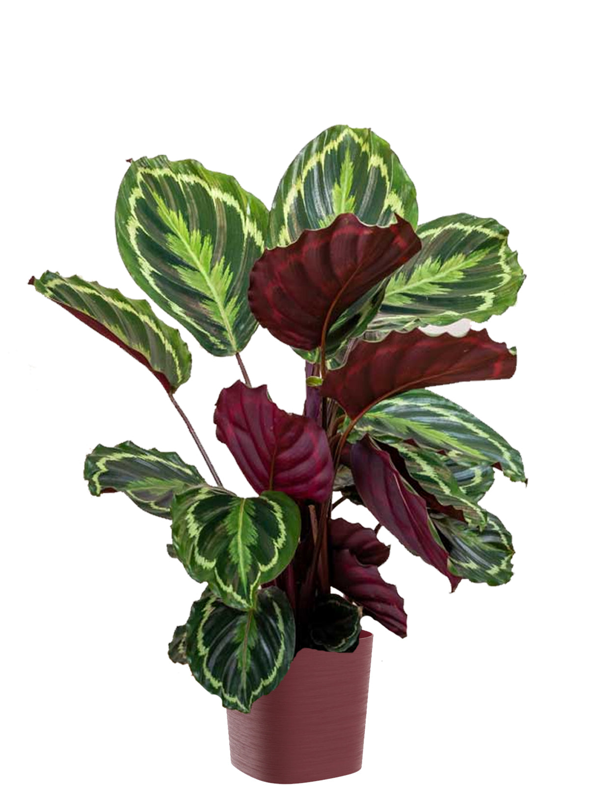 Calathea extra