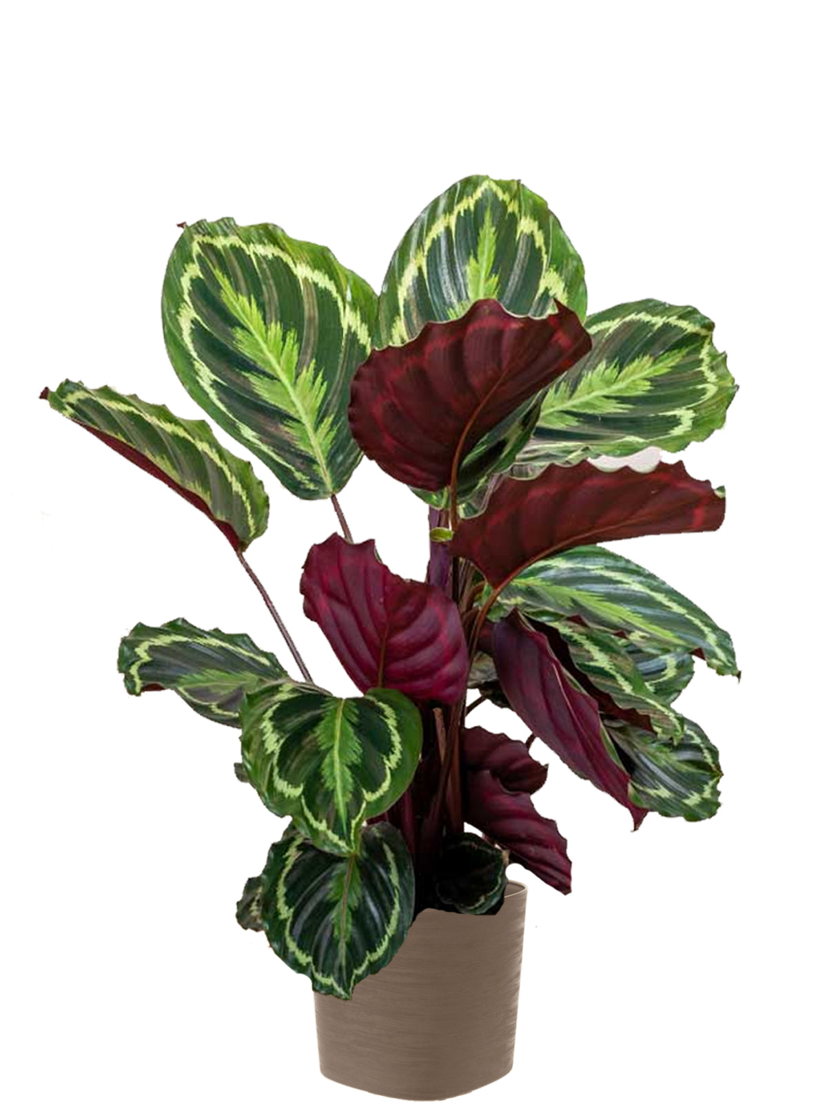 Calathea extra