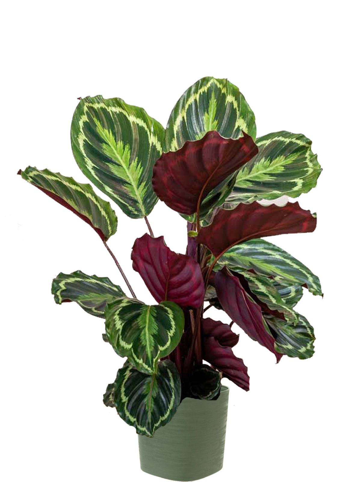Calathea extra