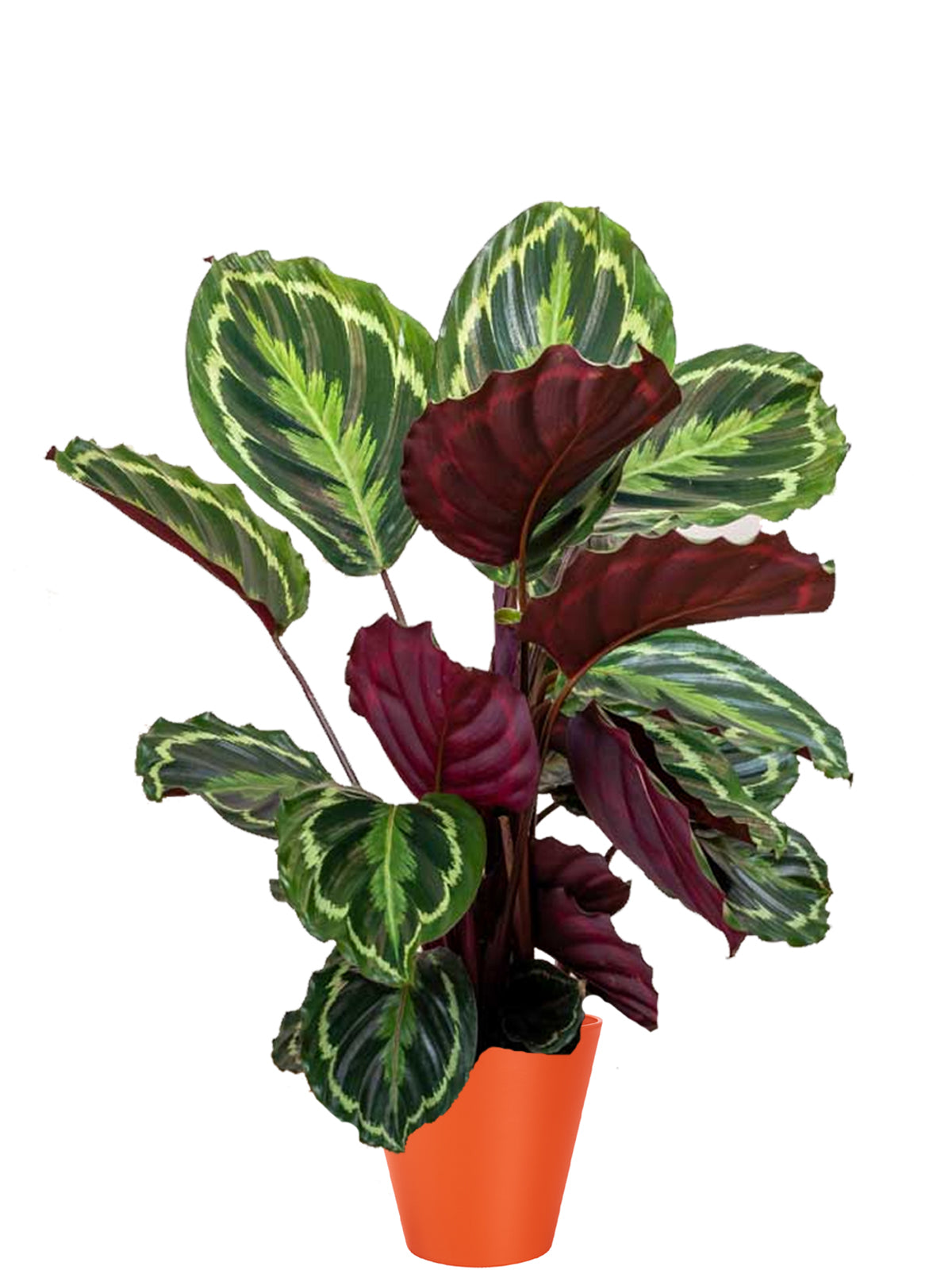 Calathea extra