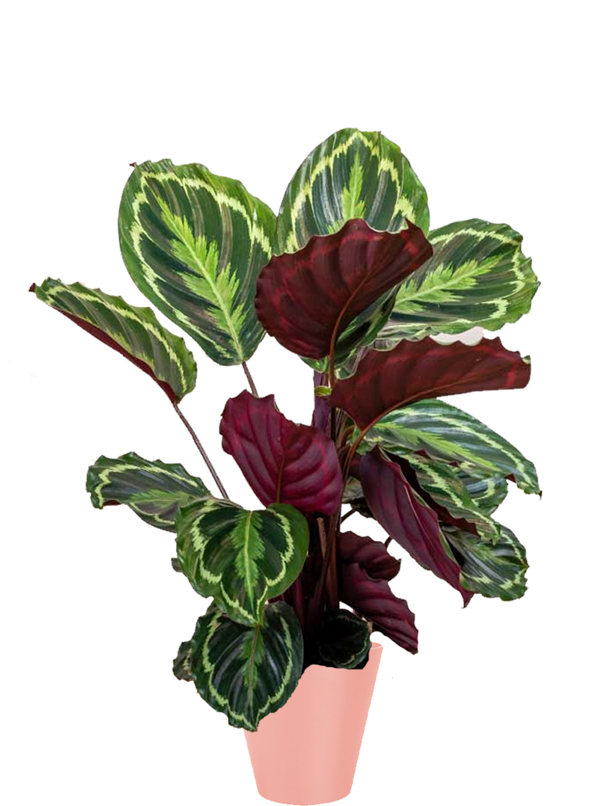 Calathea extra