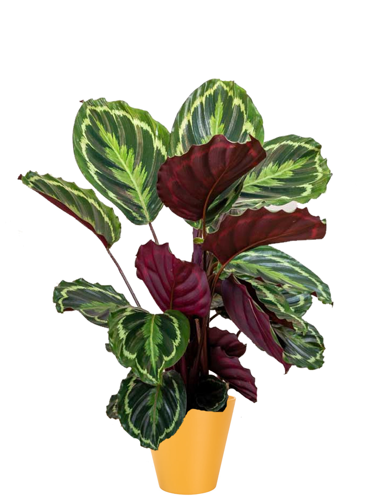 Calathea extra