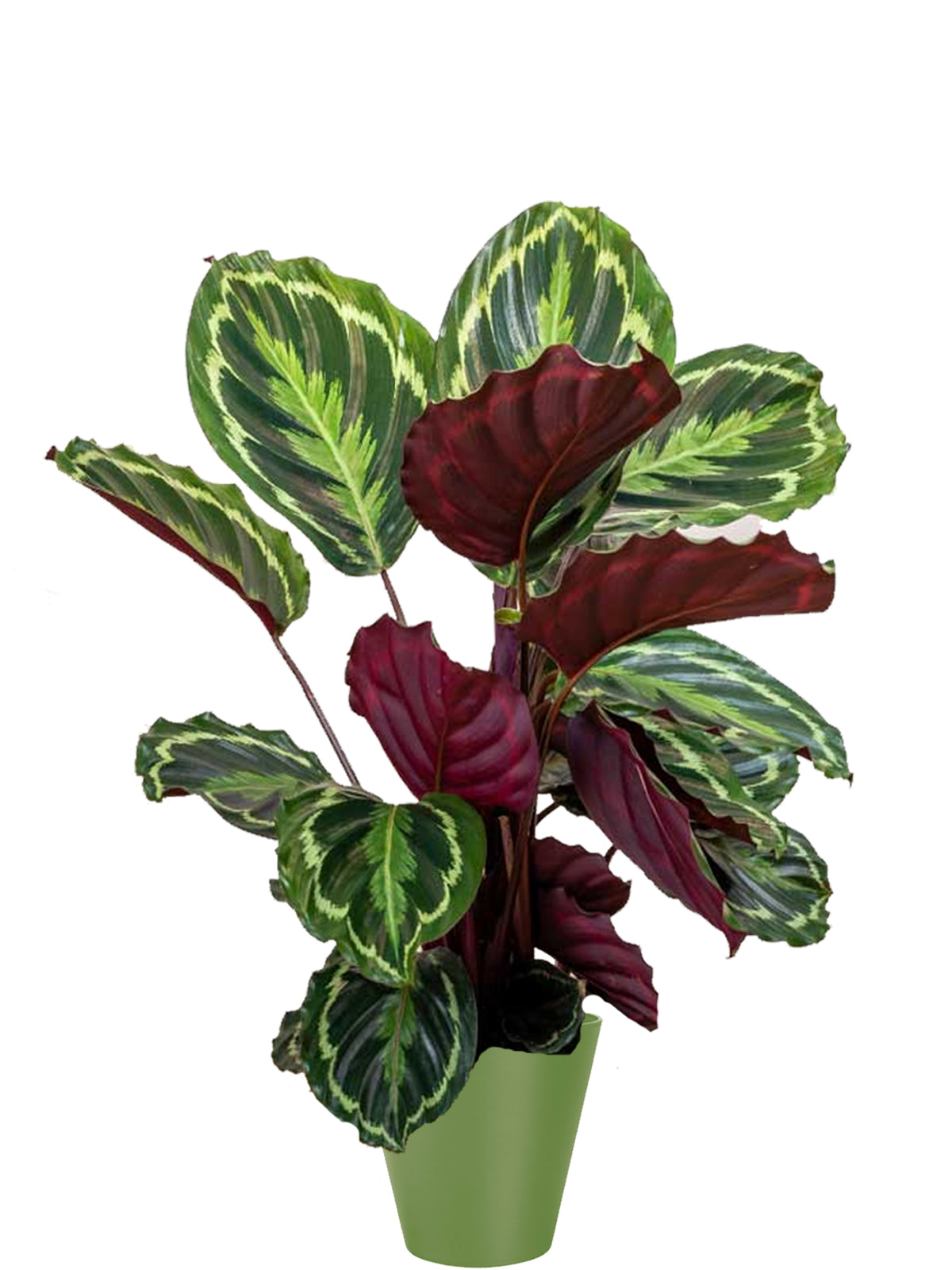 Calathea extra