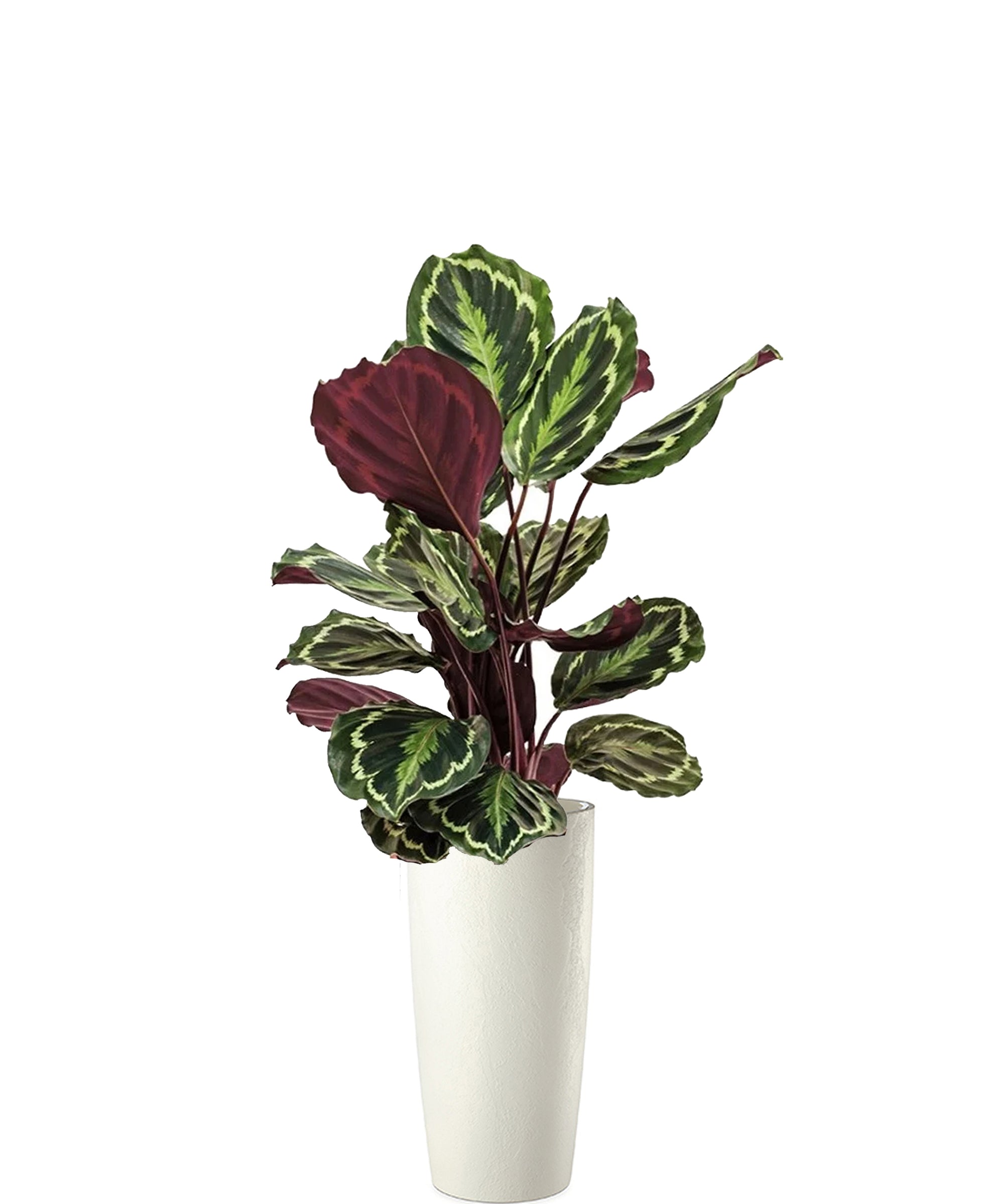 Calathea vip