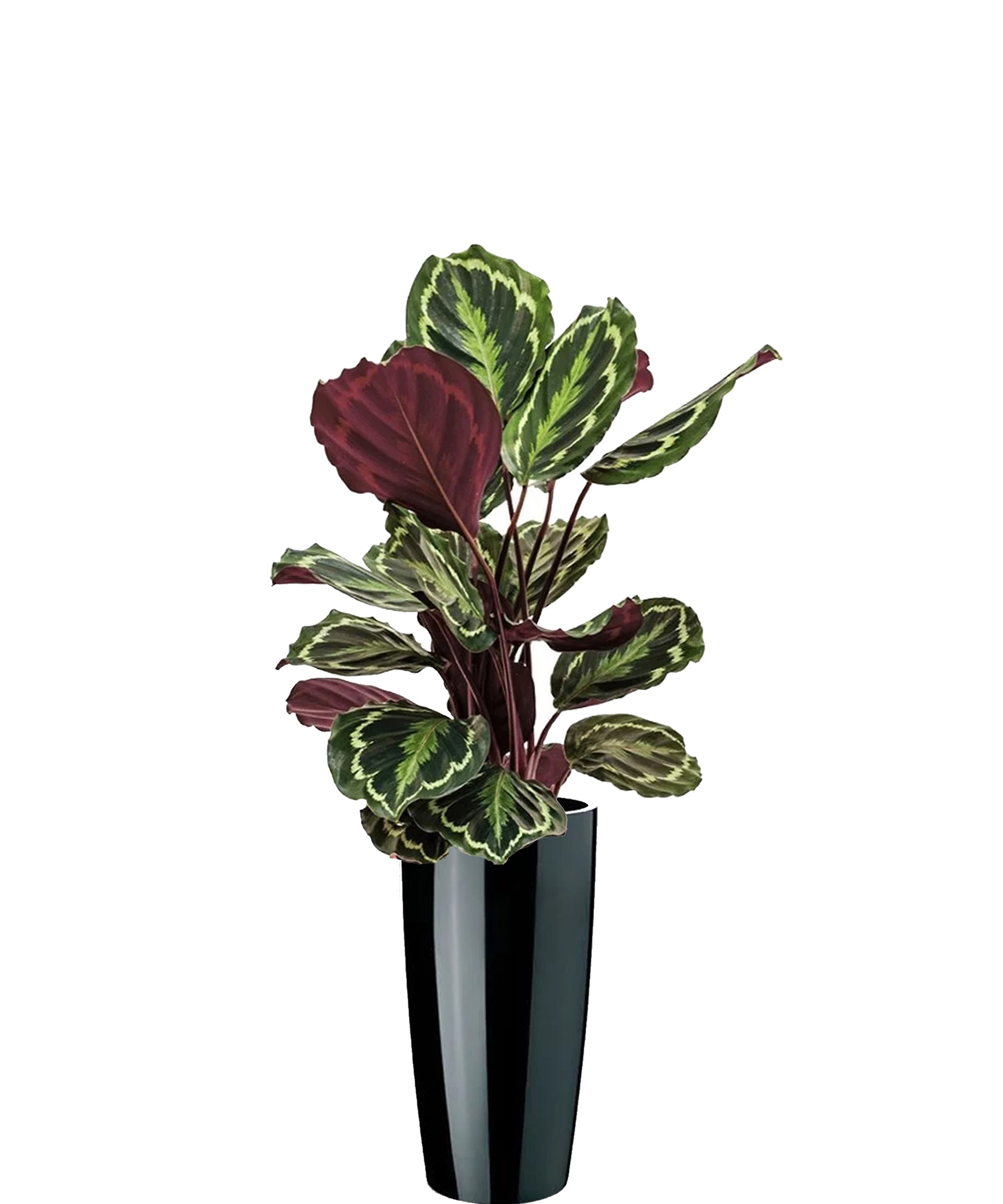 Calathea vip