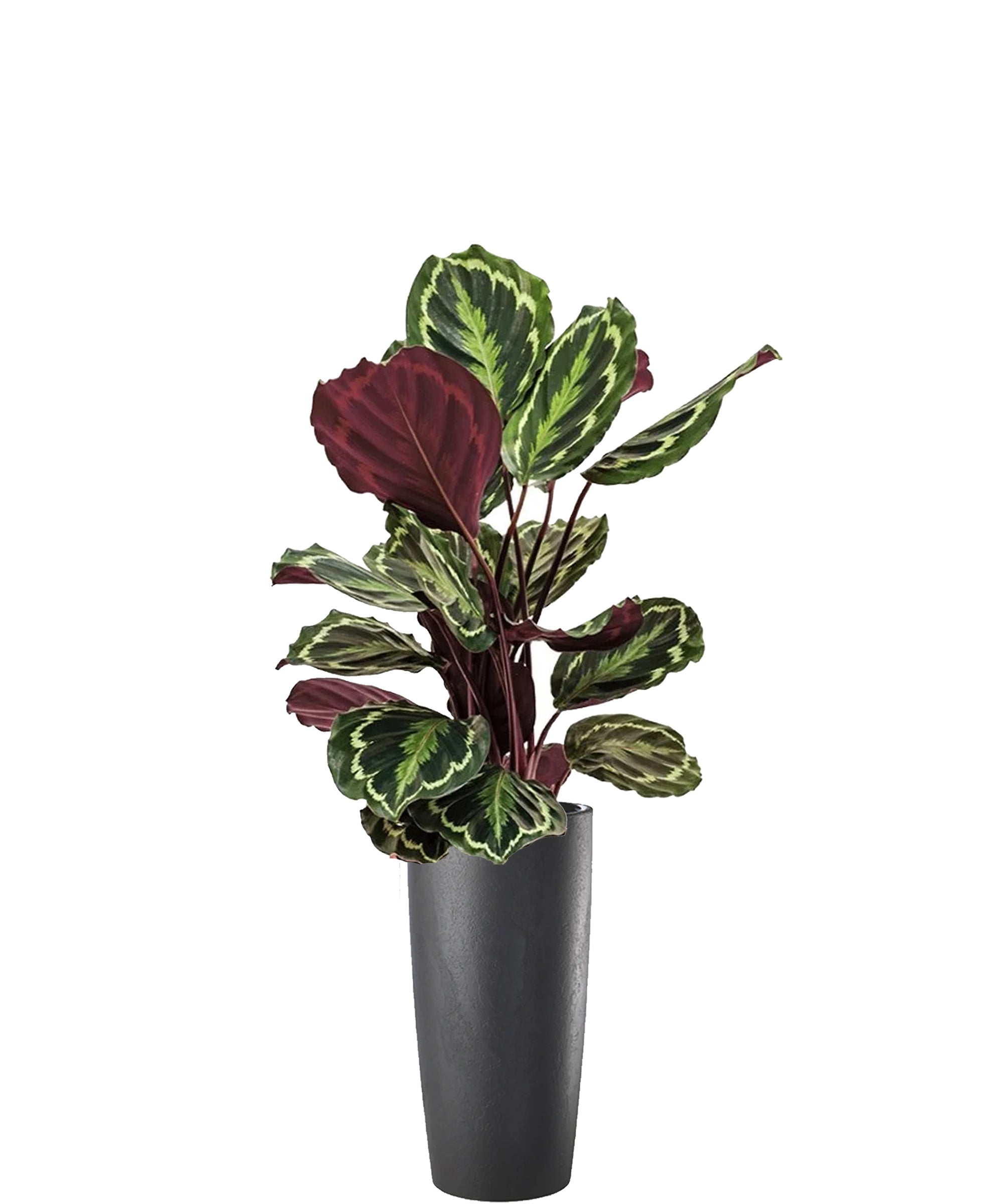 Calathea vip