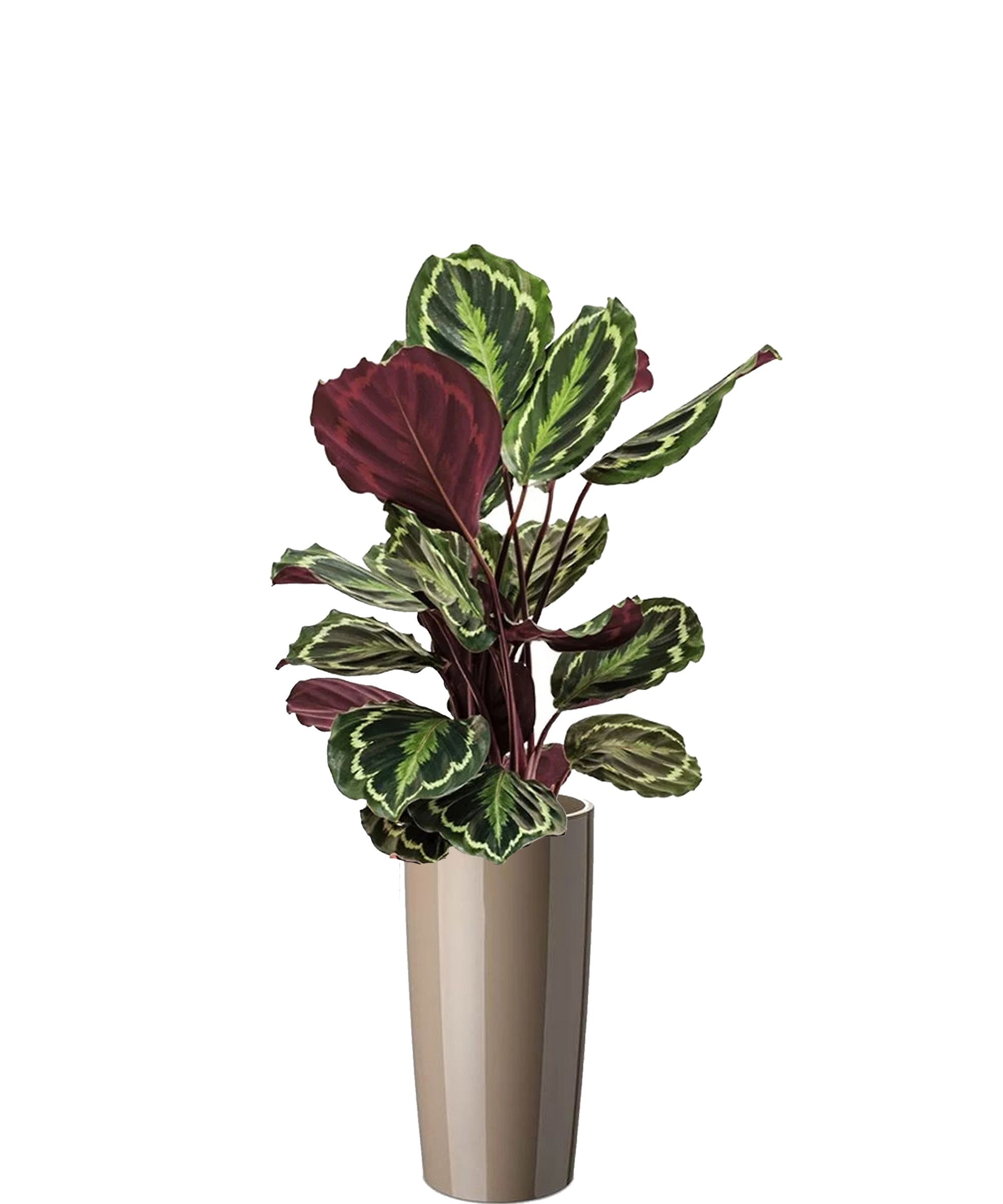 Calathea vip