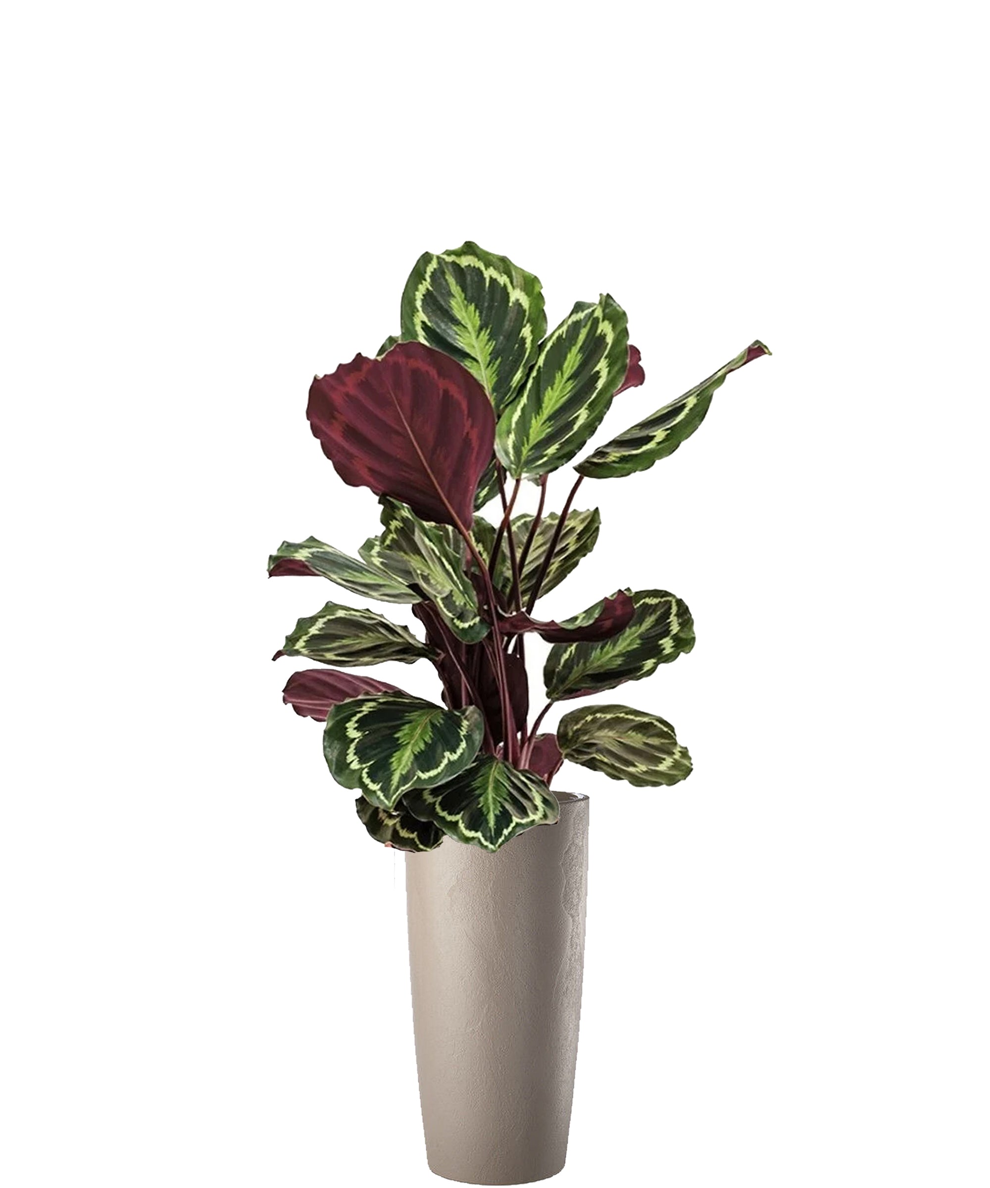 Calathea vip