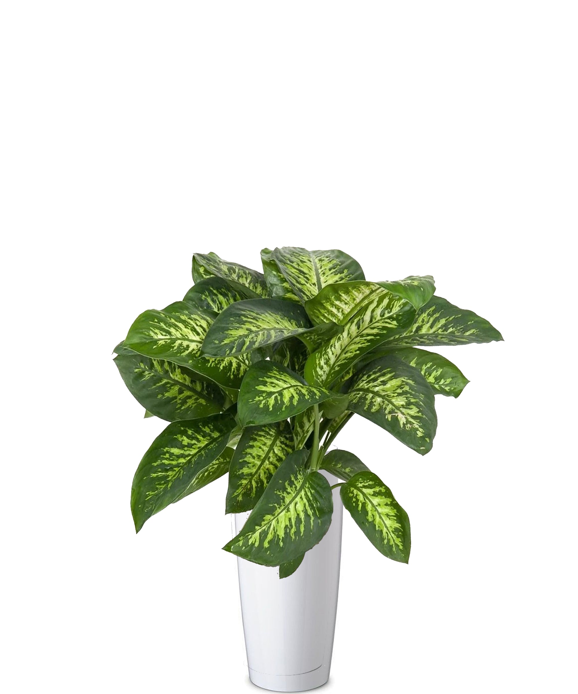 Dieffenbachia vip