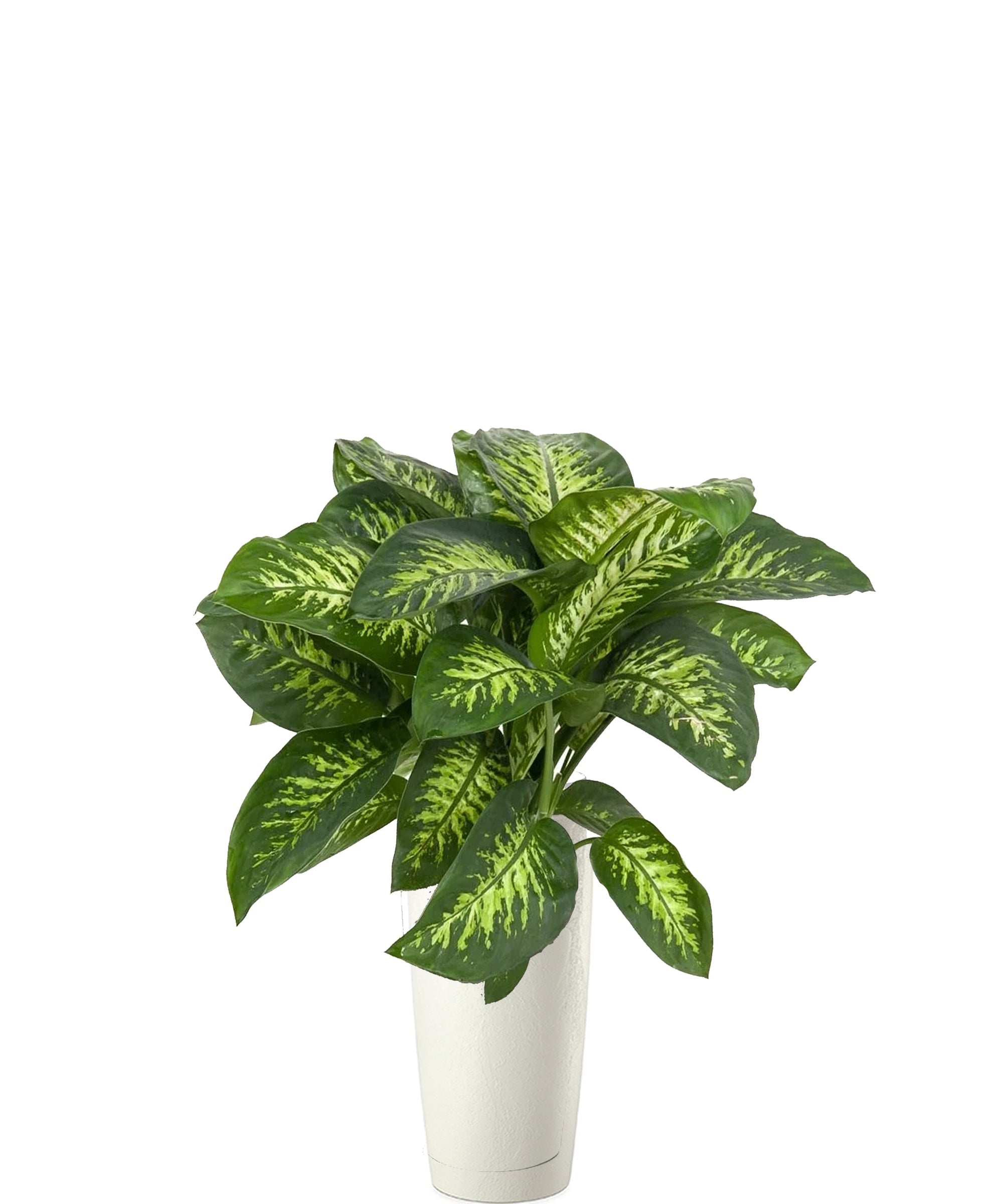 Dieffenbachia vip