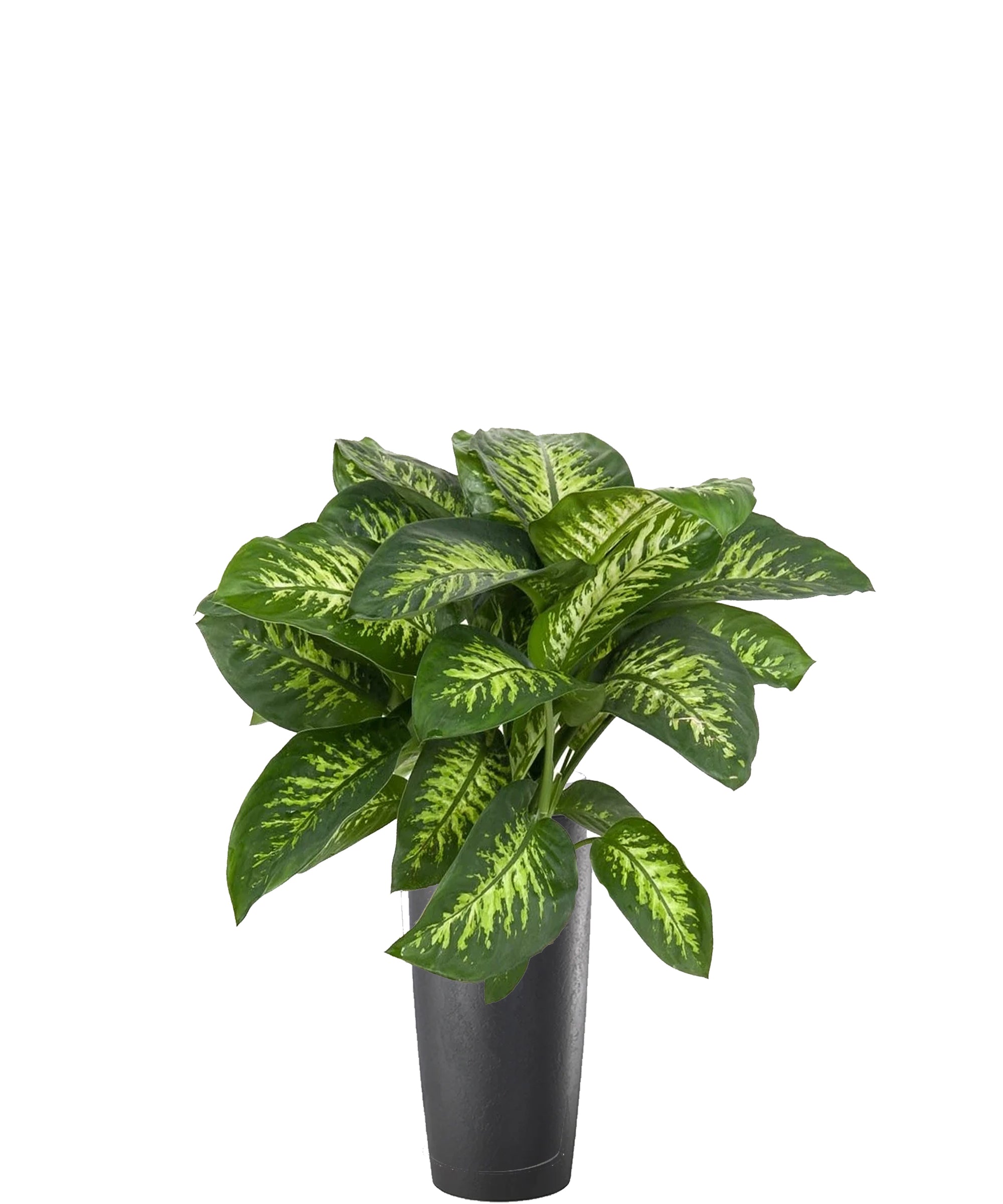 Dieffenbachia vip