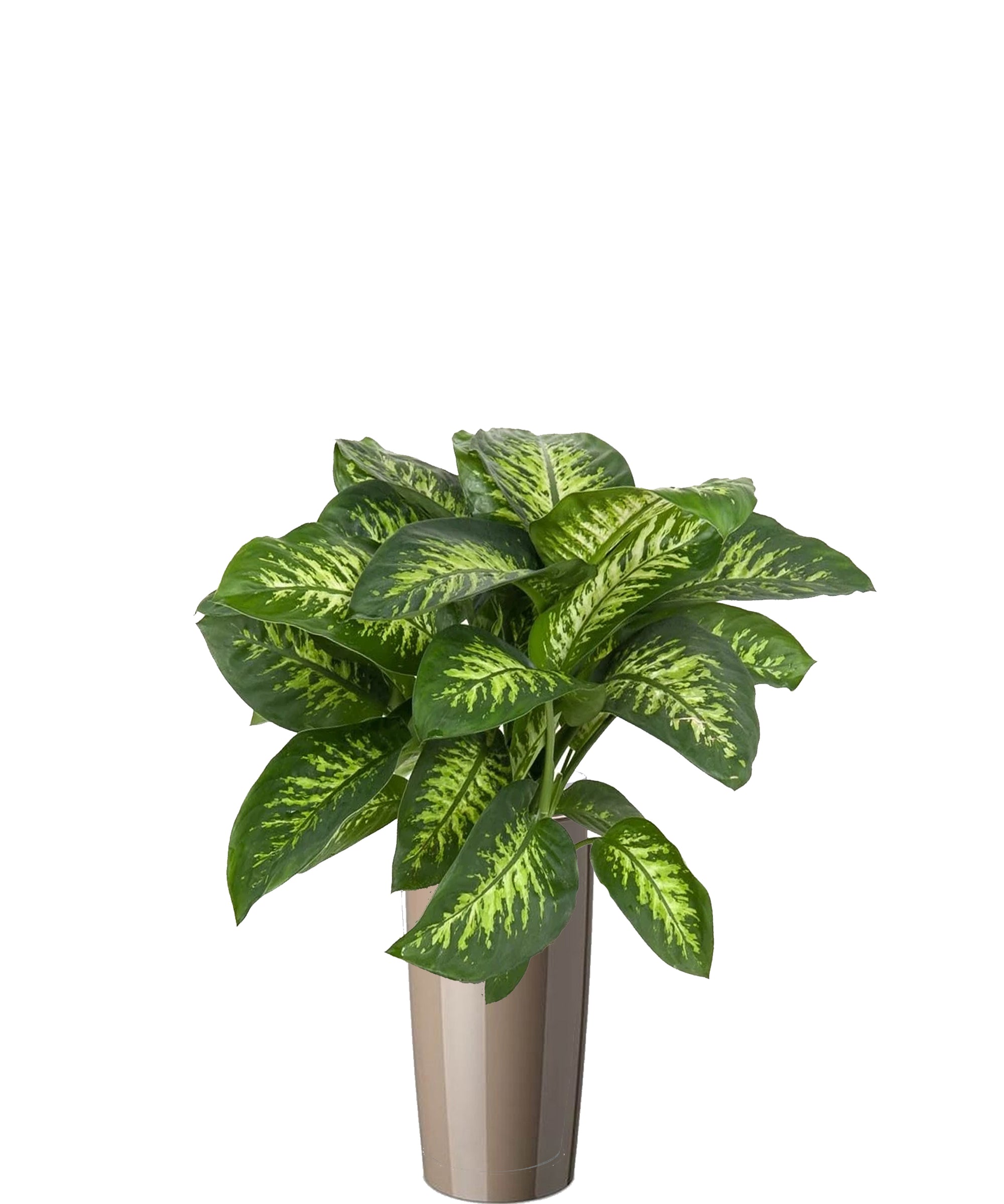 Dieffenbachia vip