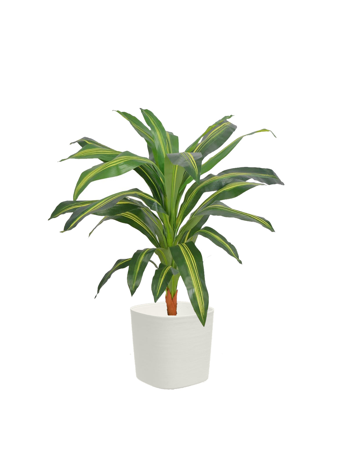 Dracena