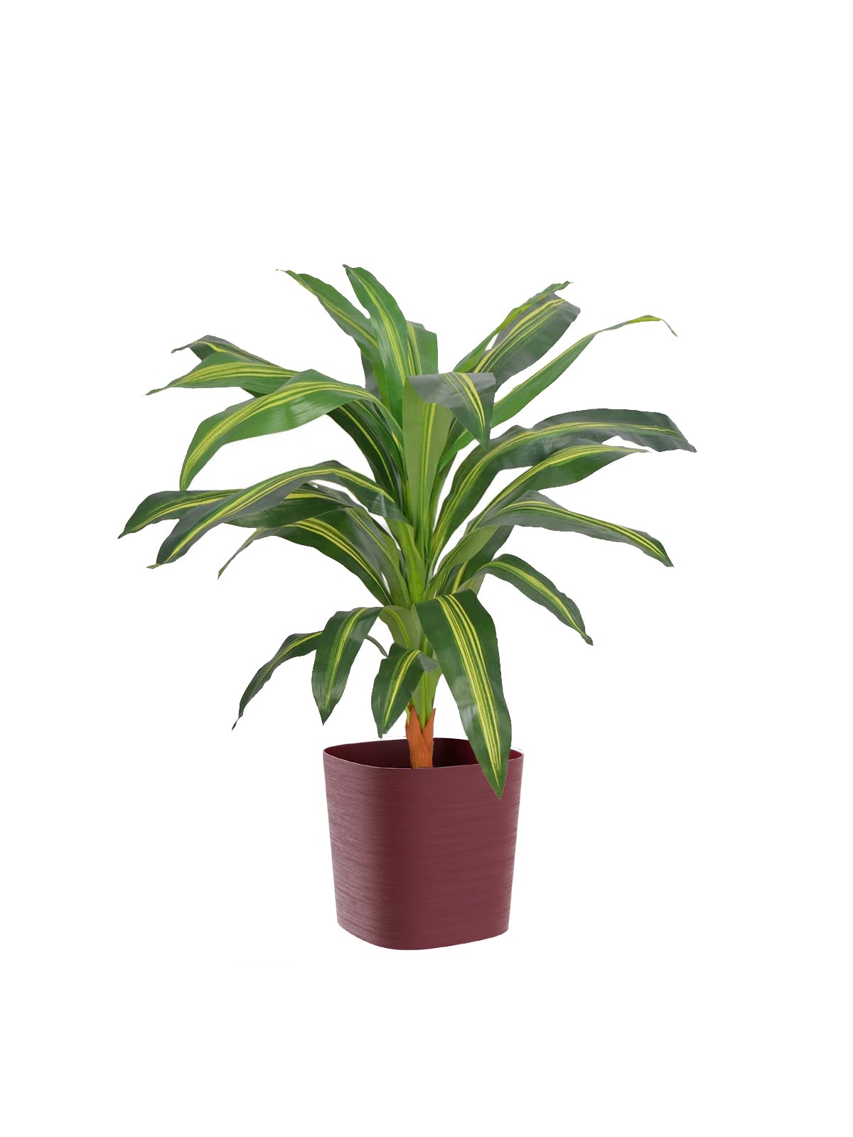 Dracena