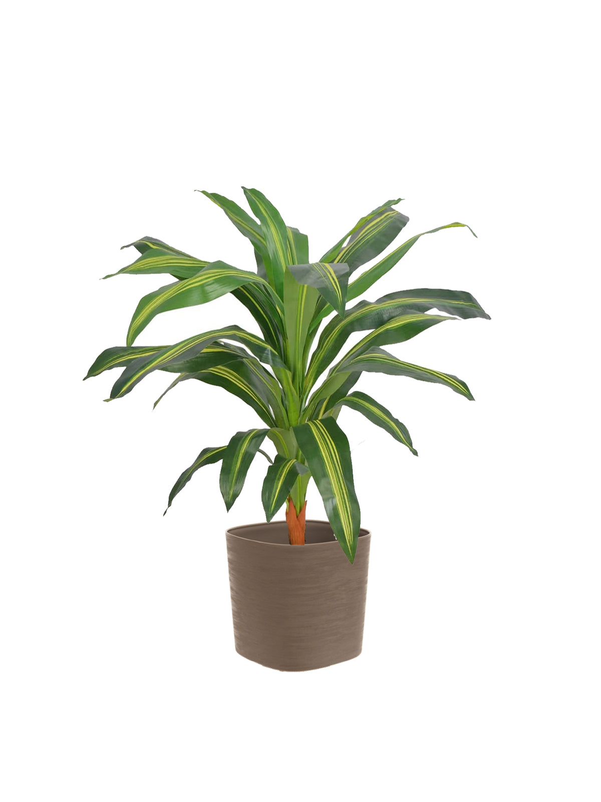 Dracena