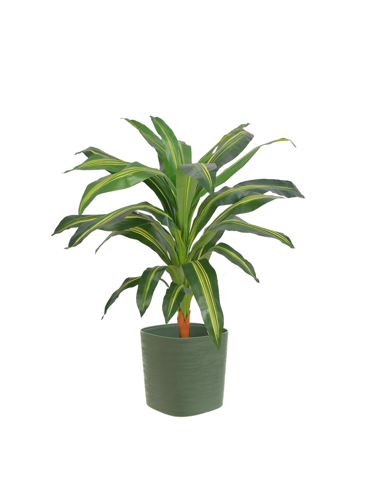 Dracena