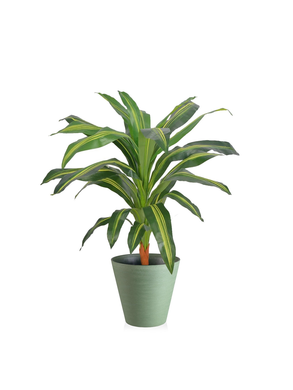 Dracena