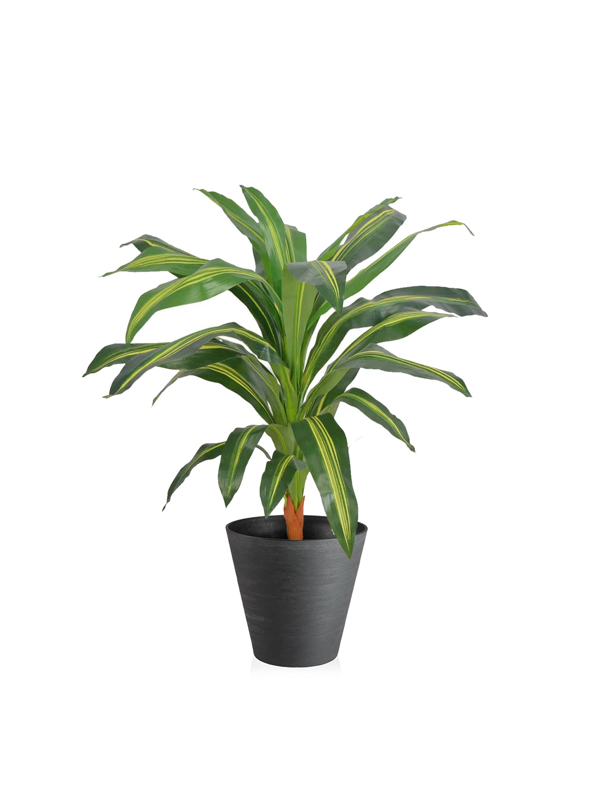 pianta dracaena Dracena