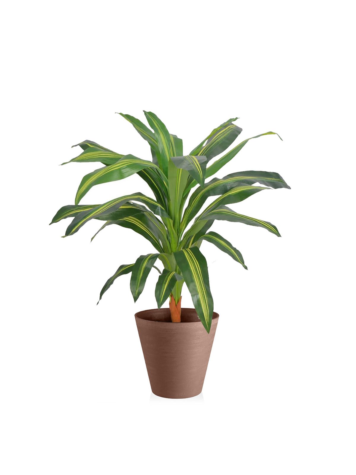 dracaena pianta Dracena