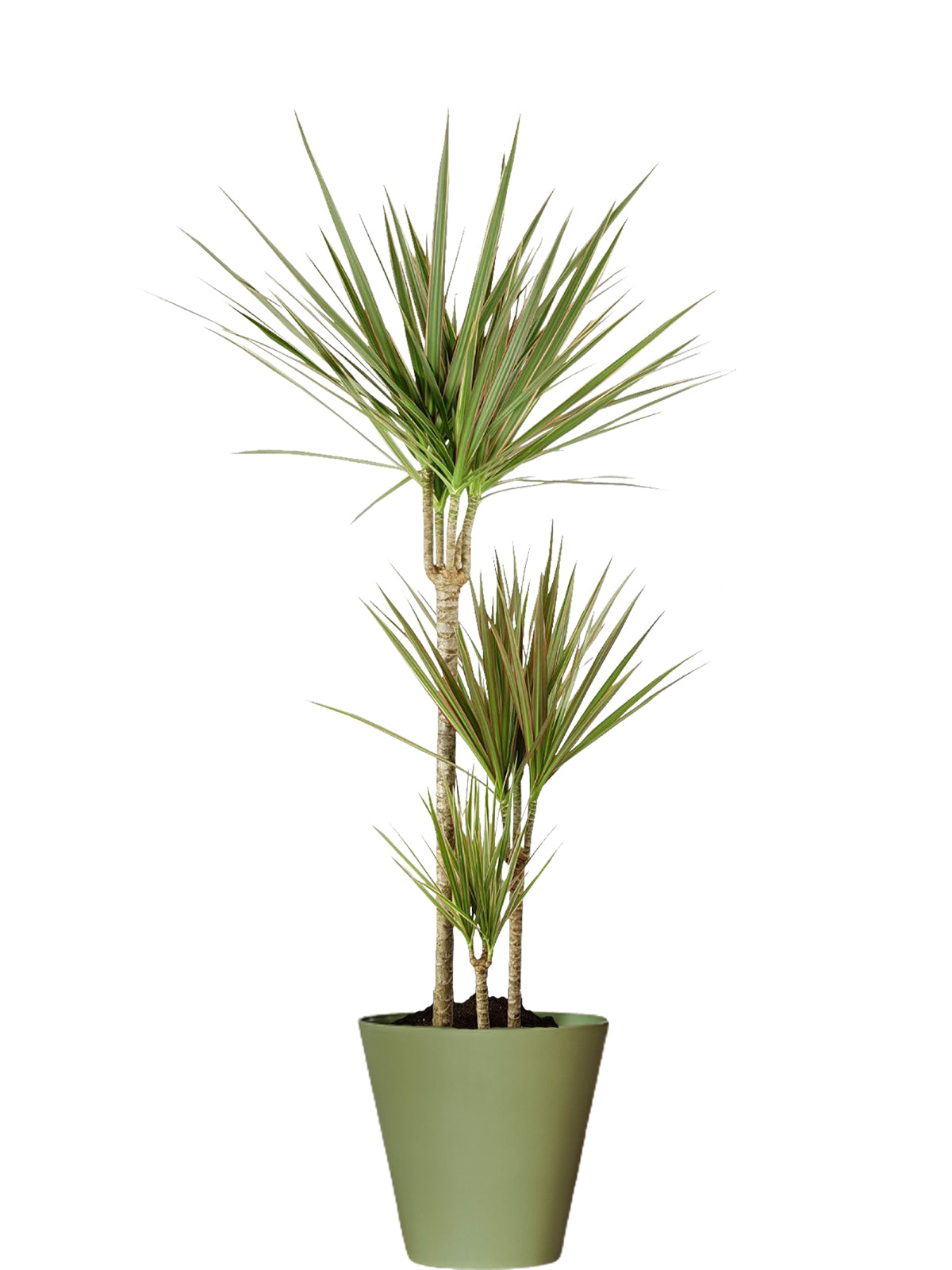 Dracena extra