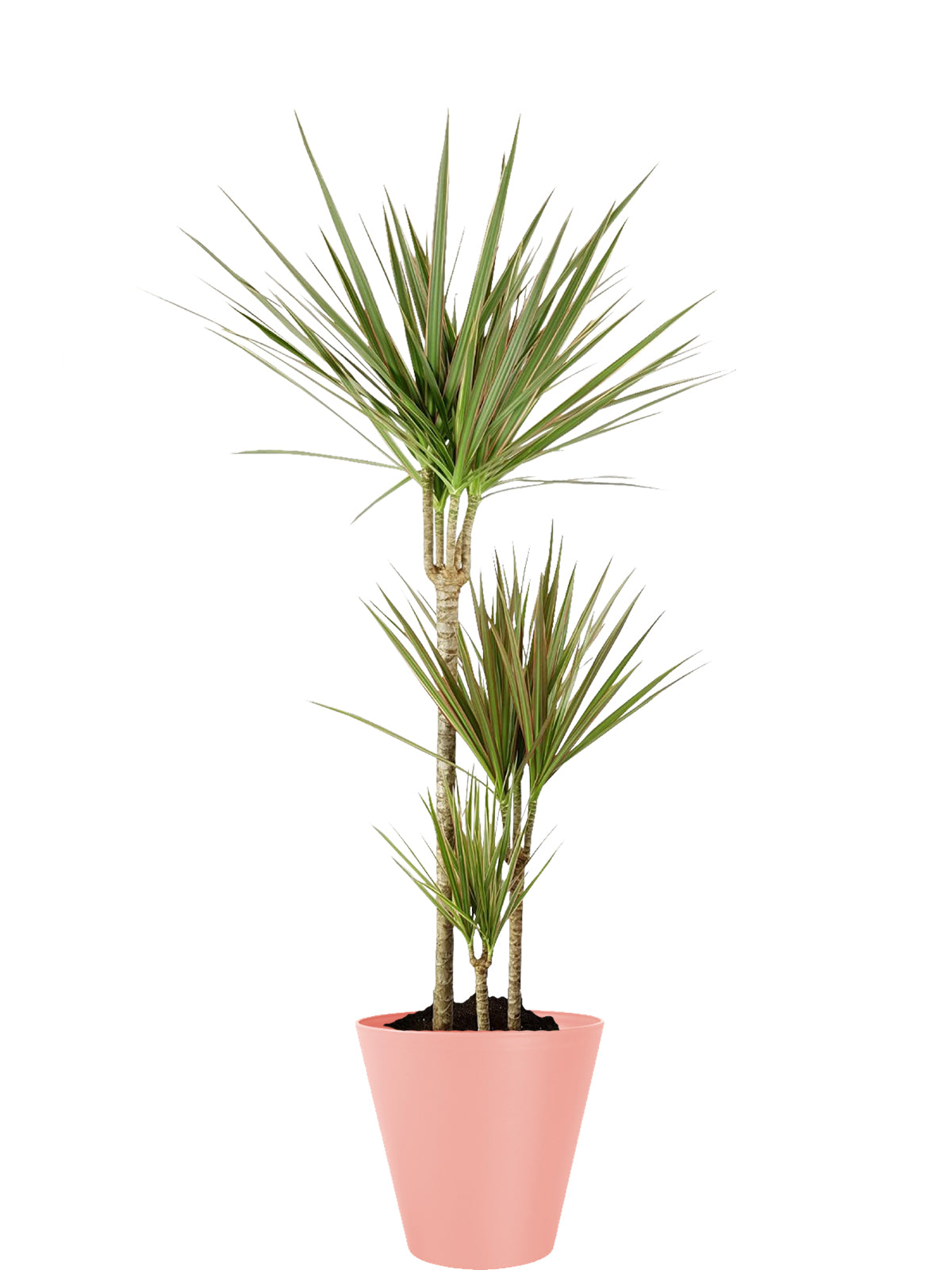 Dracena extra