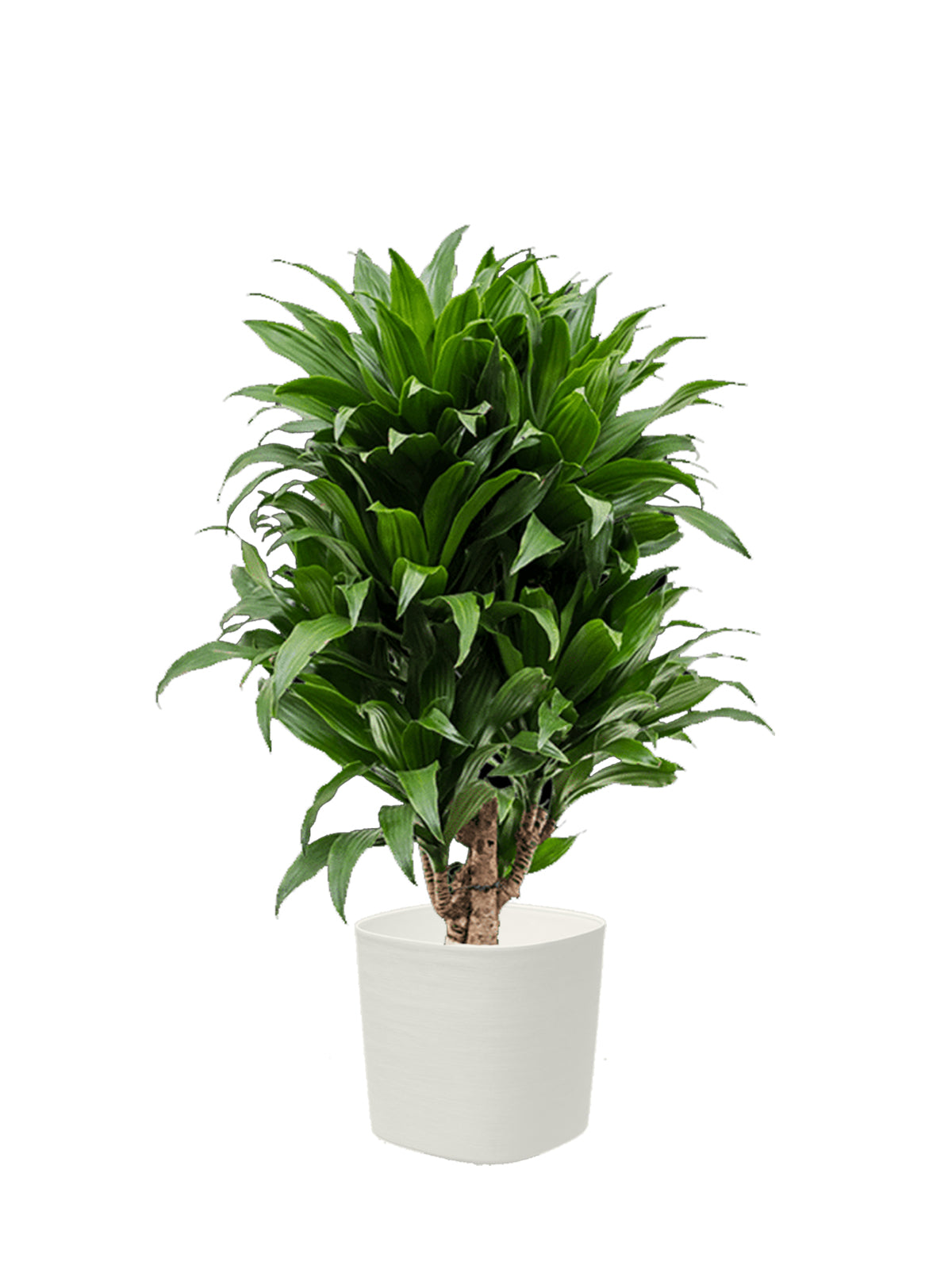 Dracena Compacta grande