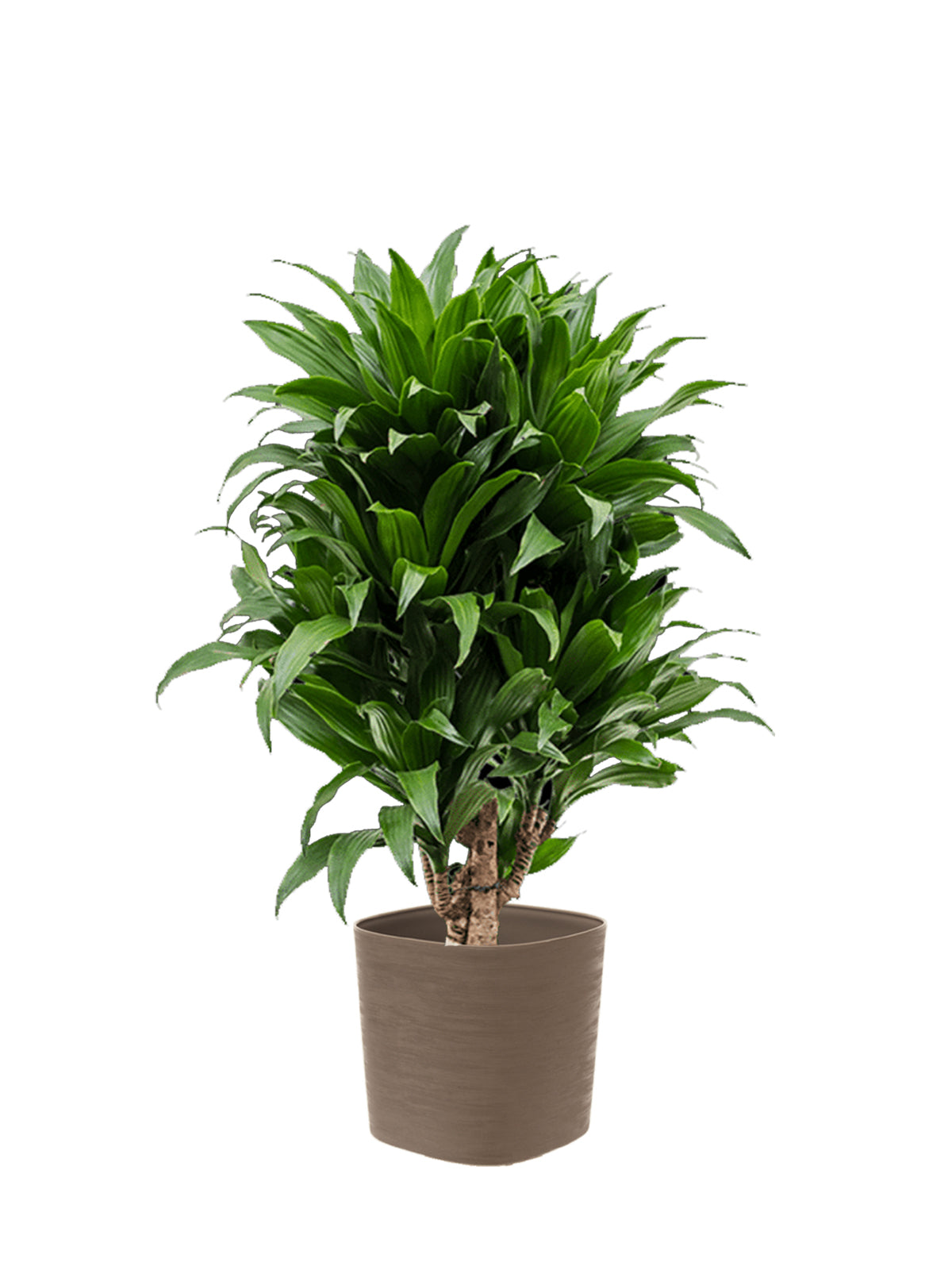 Dracena Compacta grande